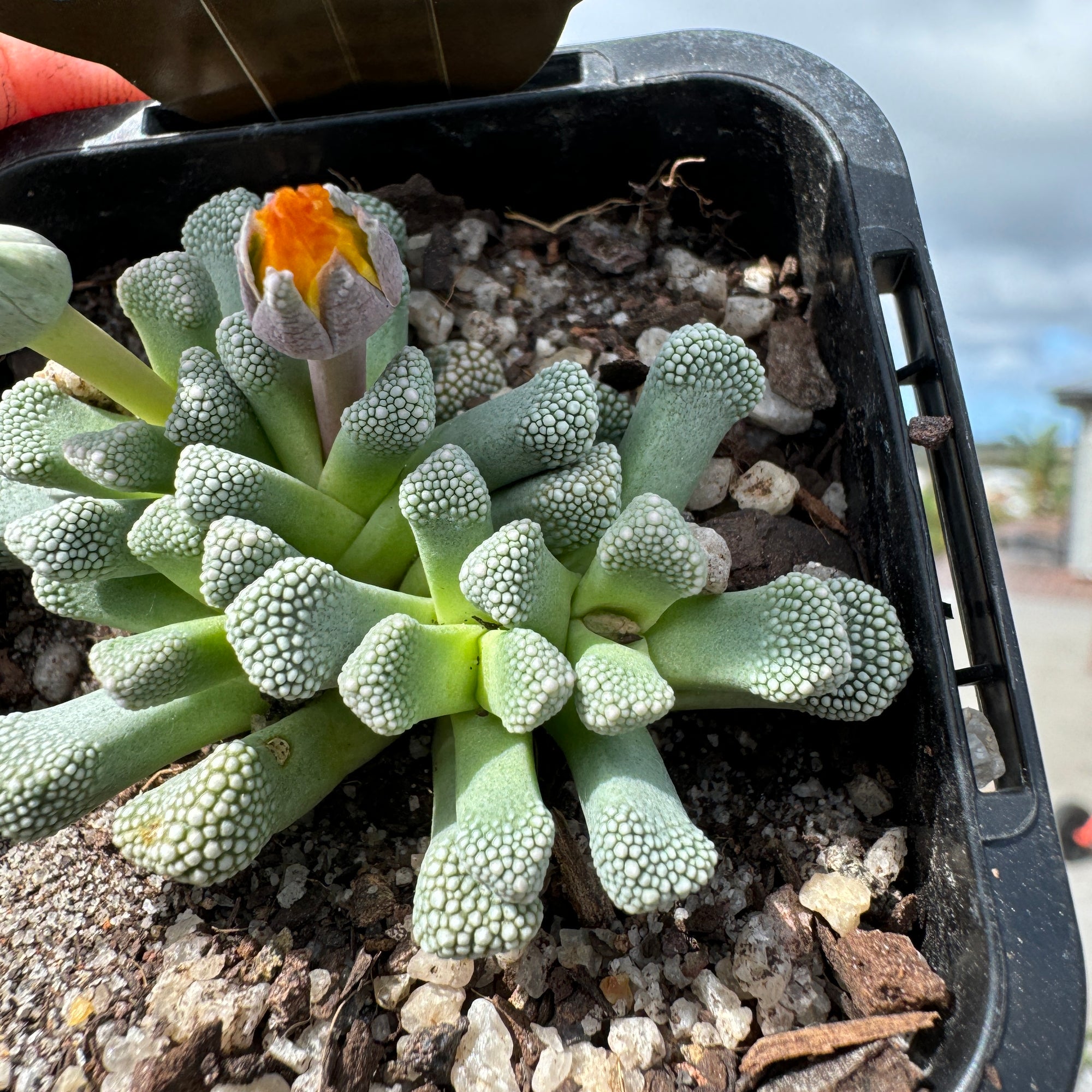 Titanopsis primosii