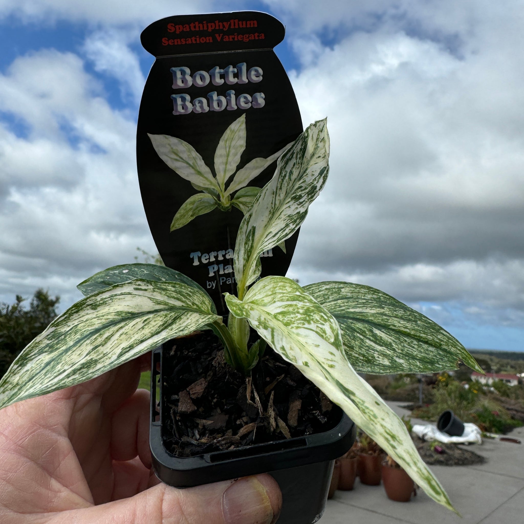 Spathiphyllum floribundum  'Sensation Variegata'