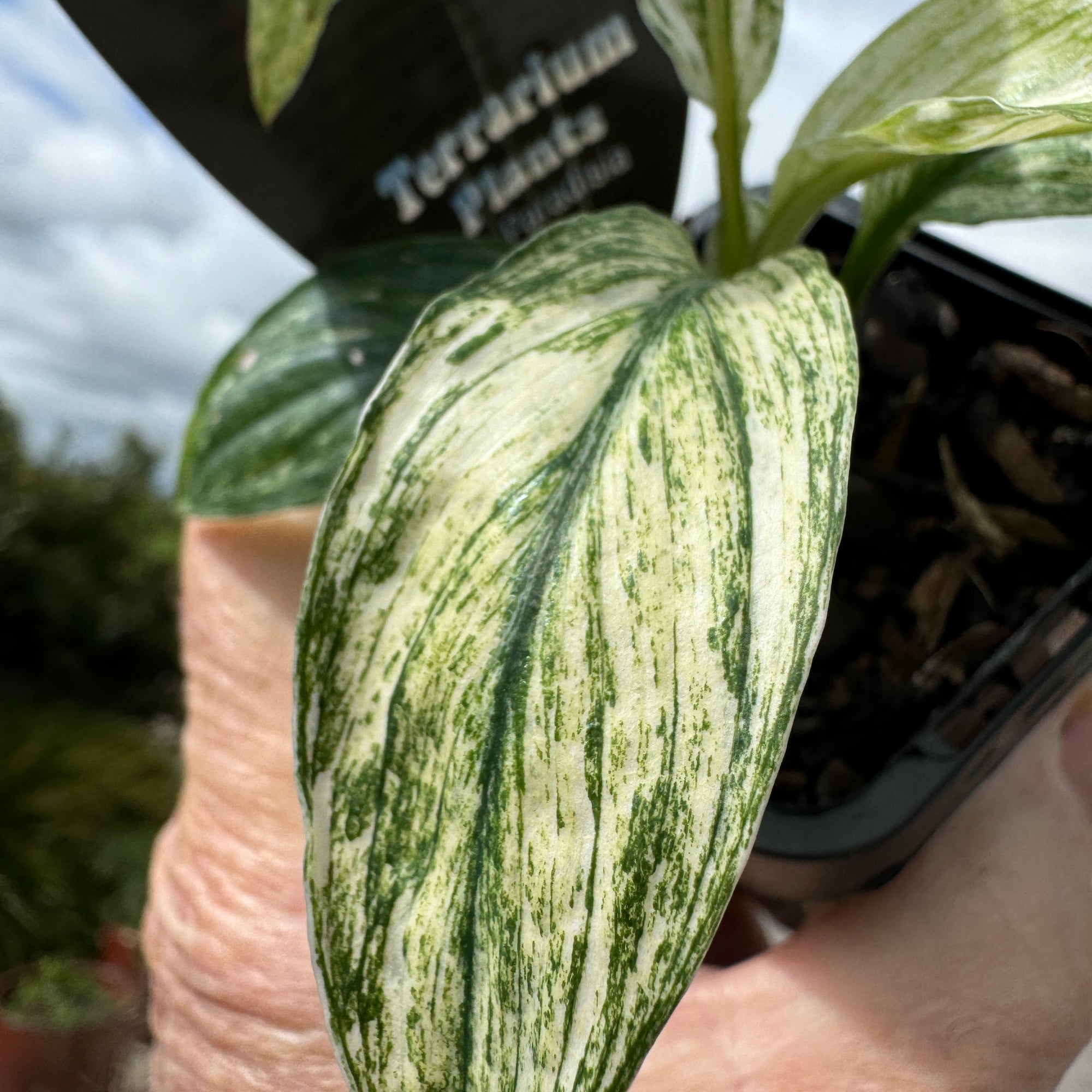 Spathiphyllum floribundum  'Sensation Variegata'