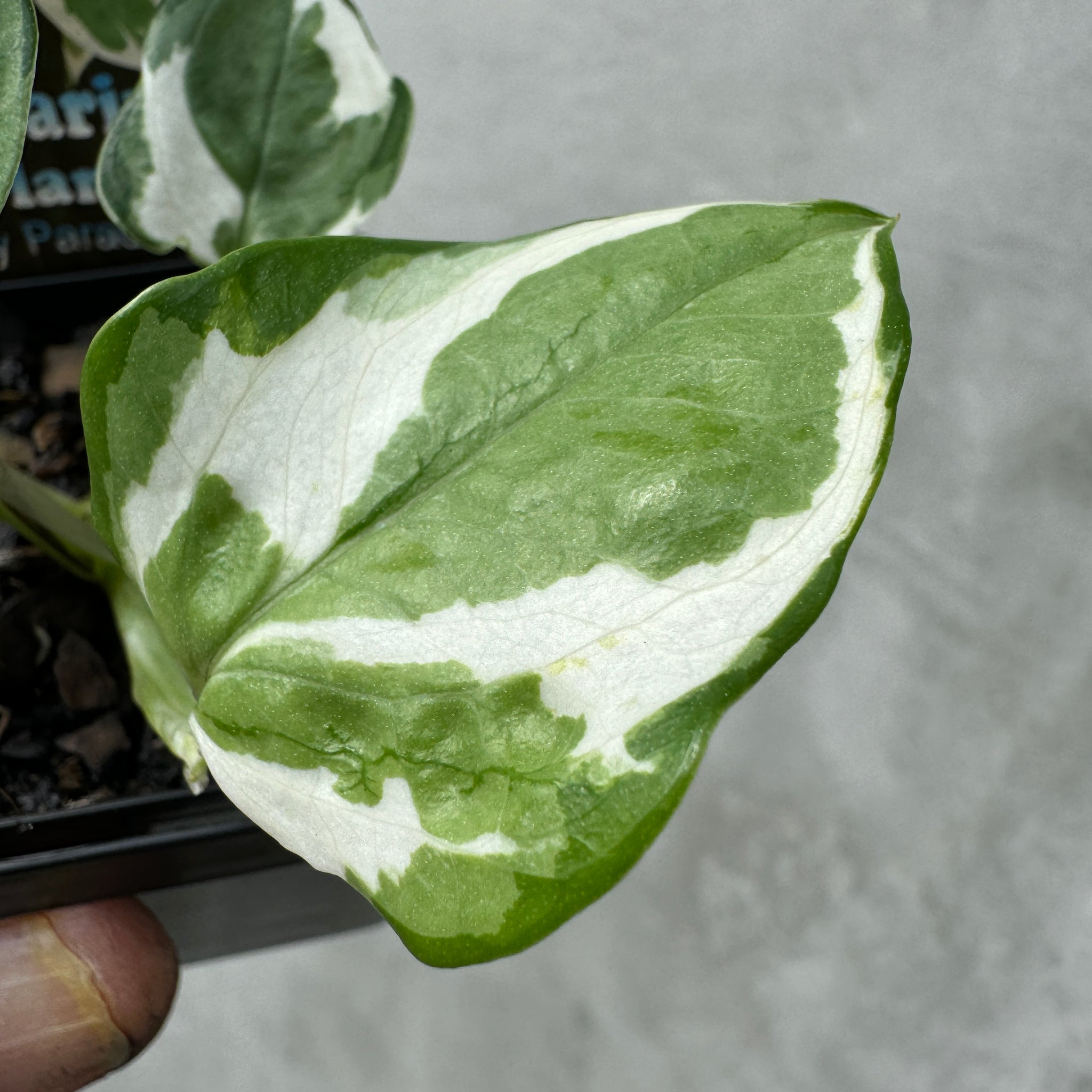 epipremnum pinnatum vs pothos Epipremnum pinnatum (Syn. Aureum) 'N'Joy' – Collectors Online