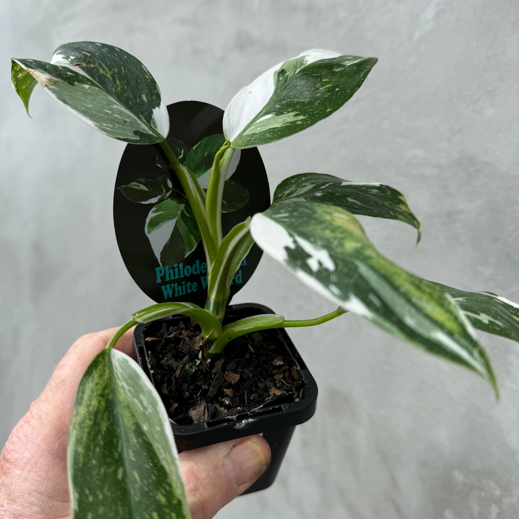 Philodendron erubescens 'White Wizard'