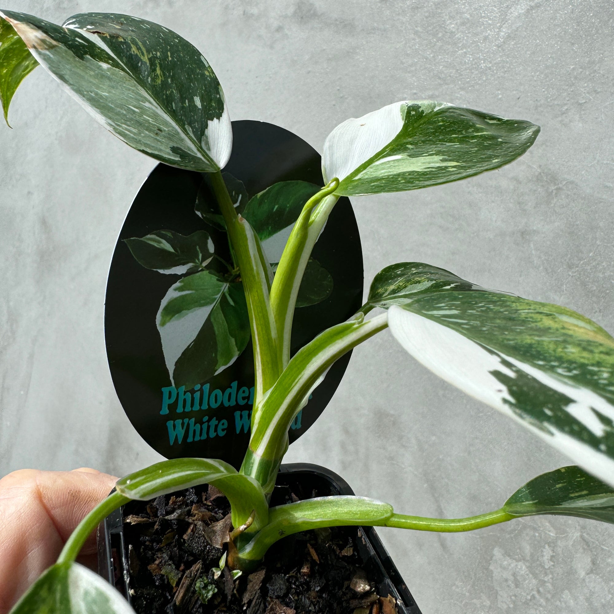 Philodendron erubescens 'White Wizard'