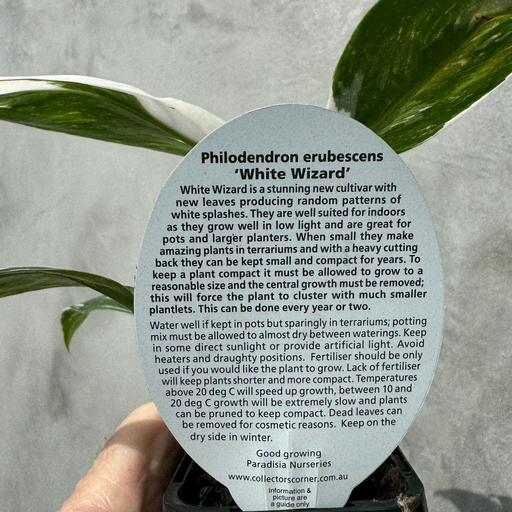 Philodendron erubescens 'White Wizard'