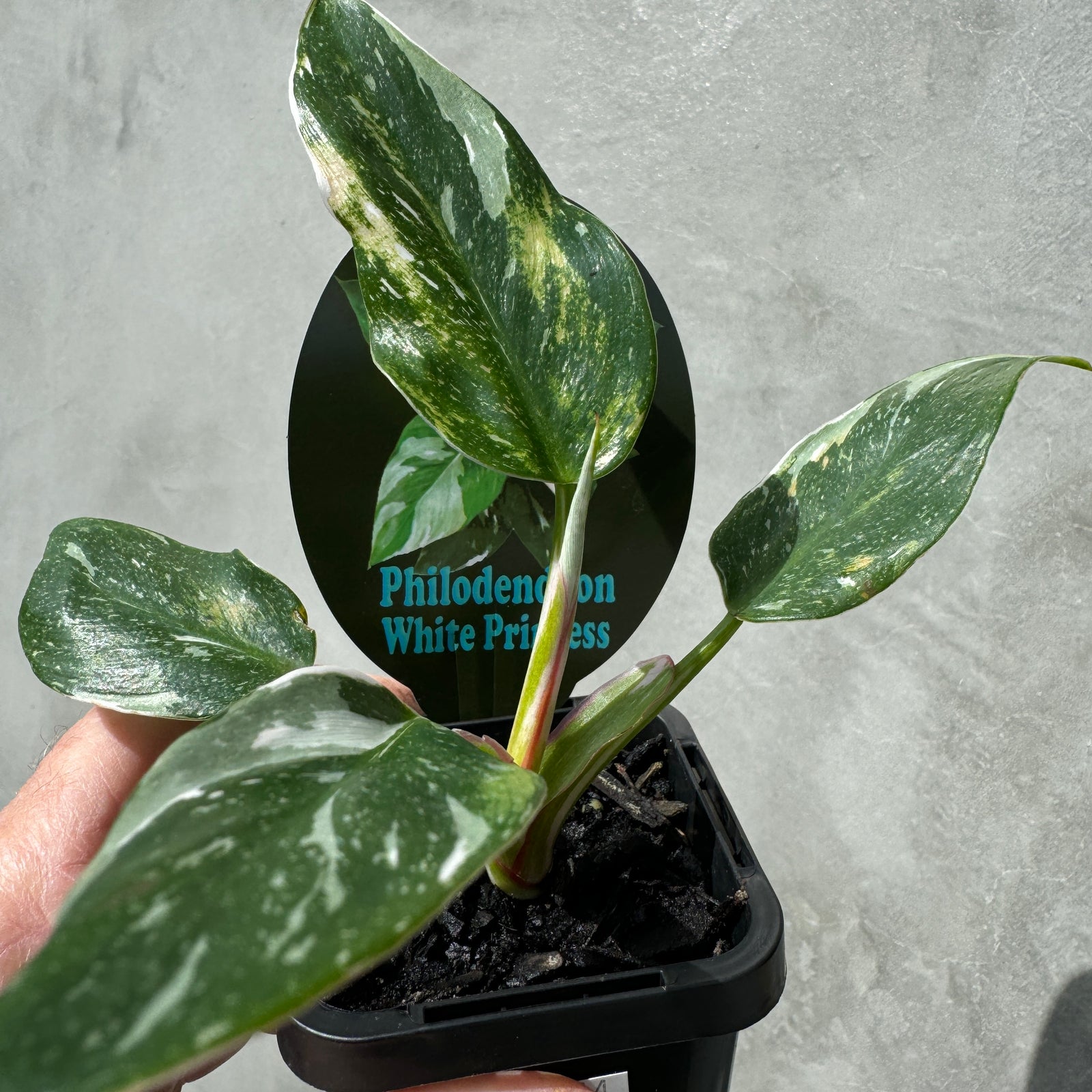 Philodendron erubescens 'White Princess'