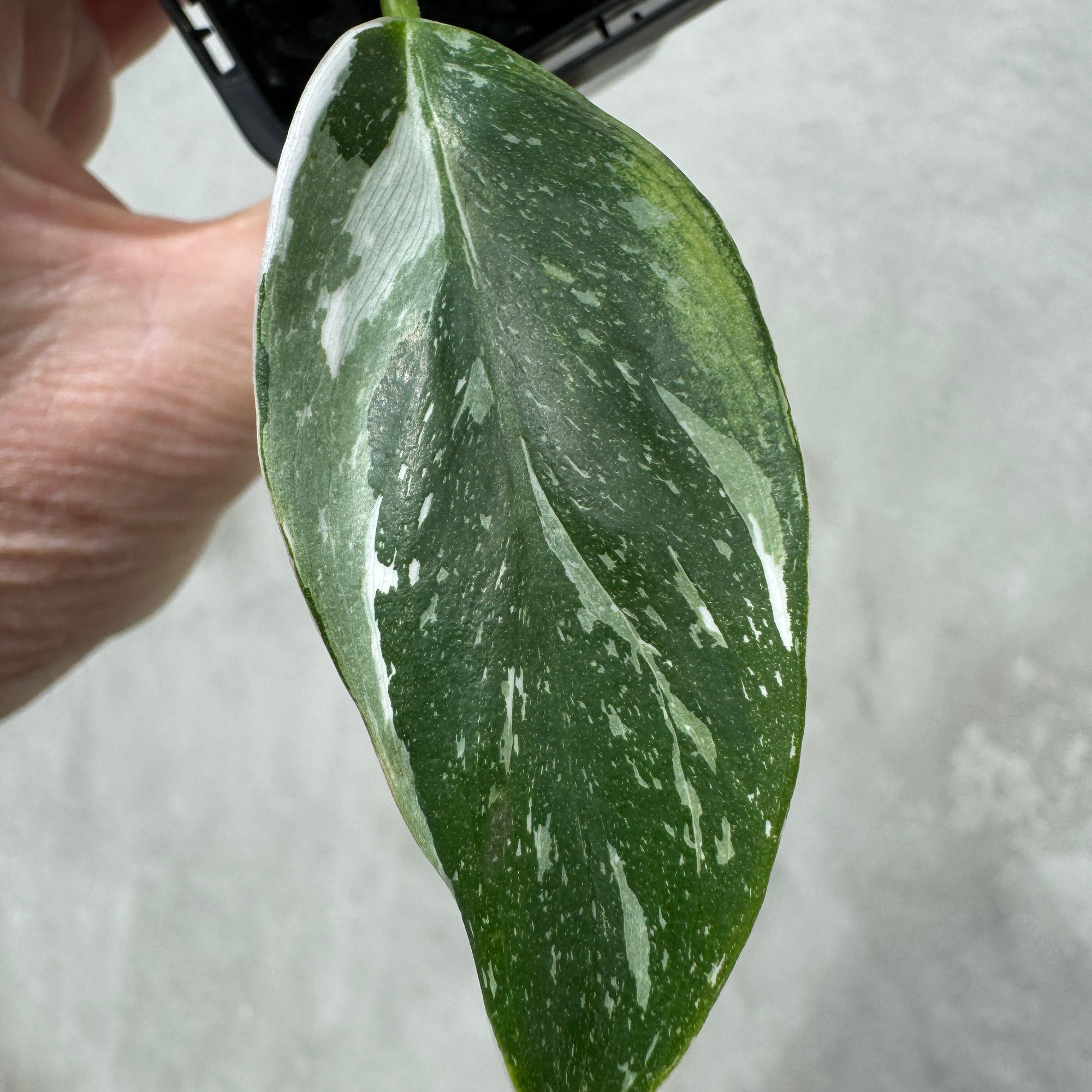 Philodendron erubescens 'White Princess'