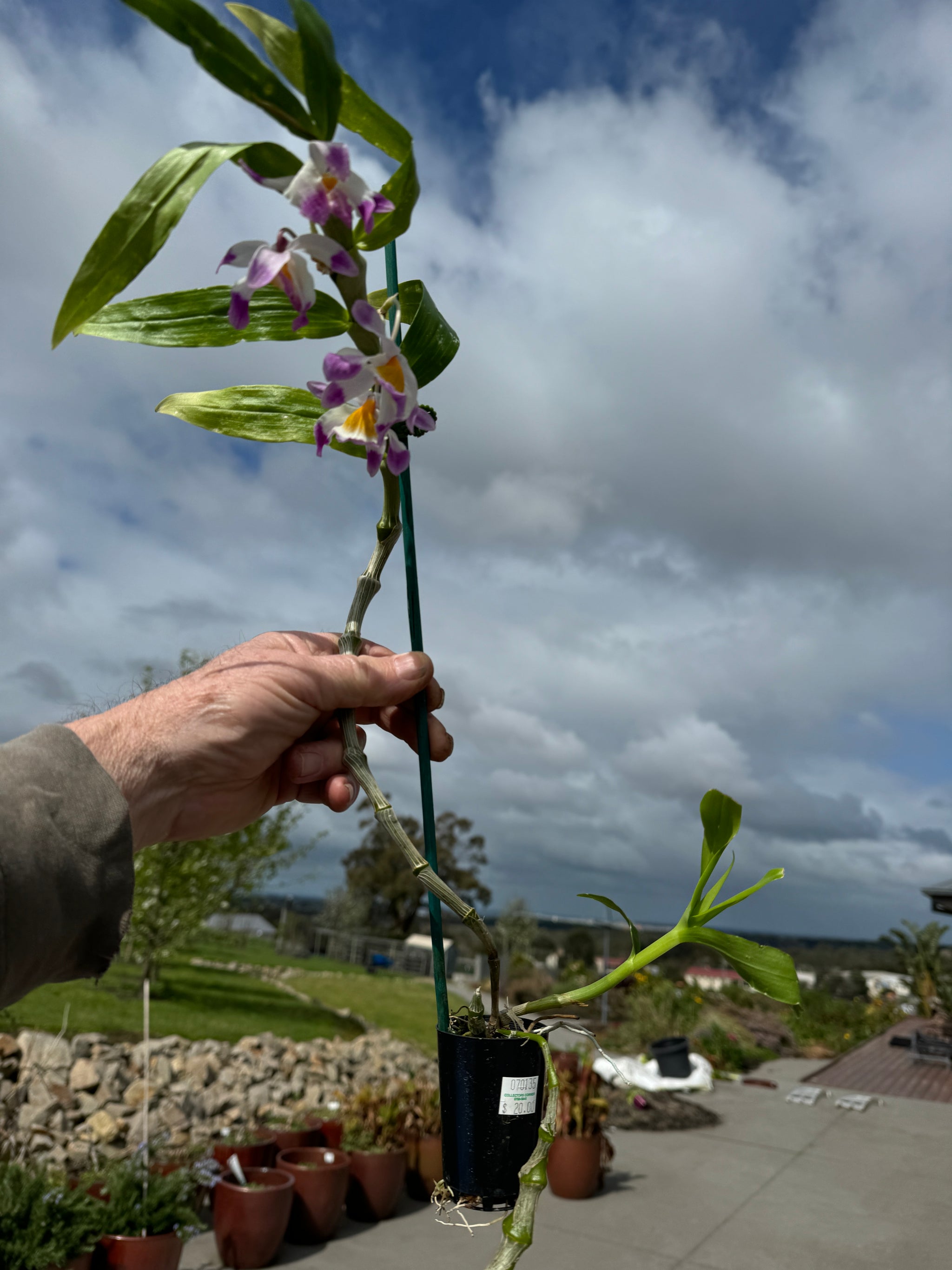 Dendrobium pendulum