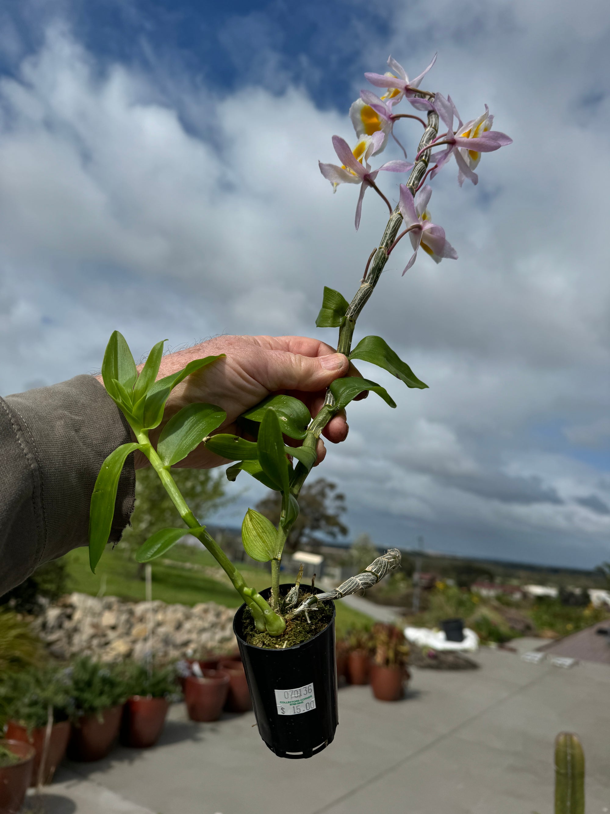 Dendrobium polyanthum