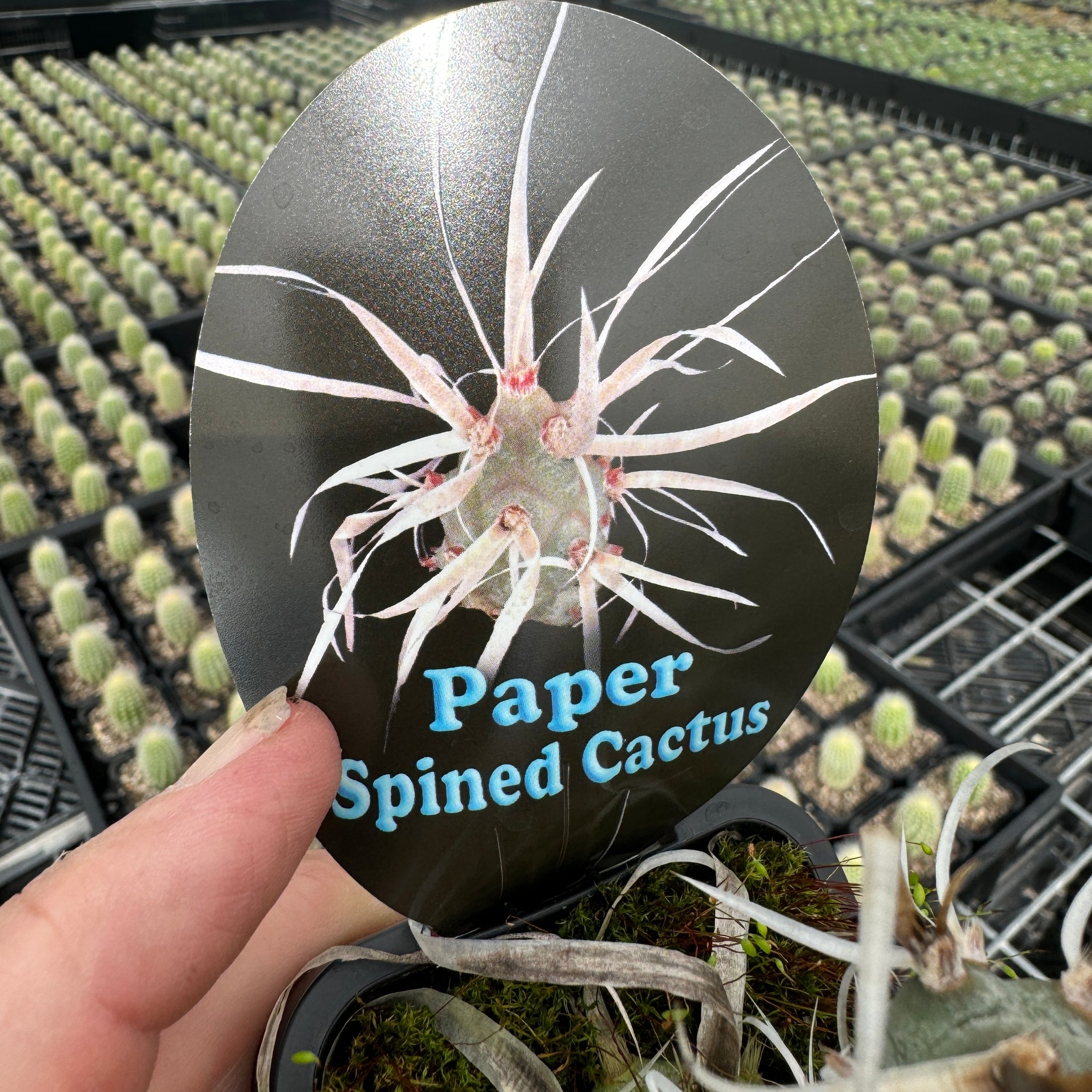 Paper Spined cactus Tephrocactus papyracanthus