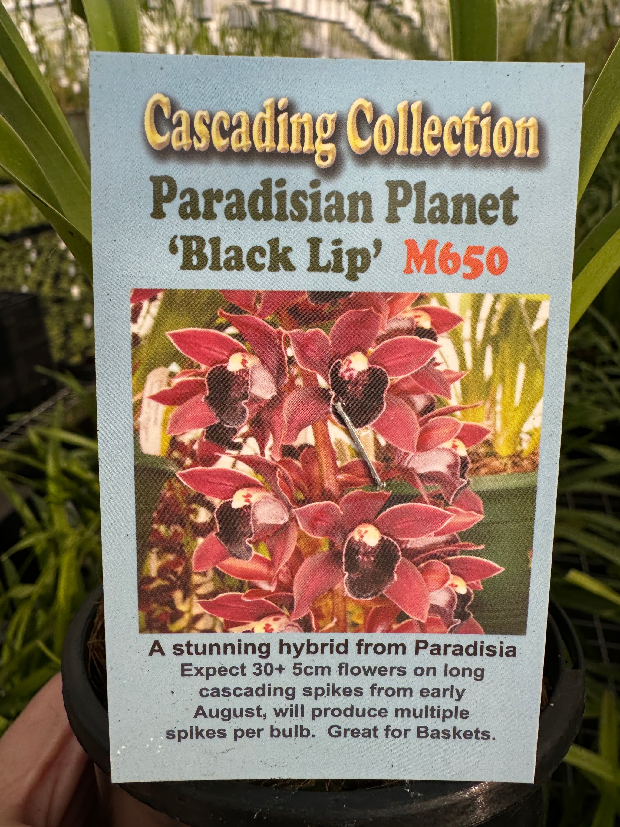 Cymbidium Paradisian Planet 'Black Lip'