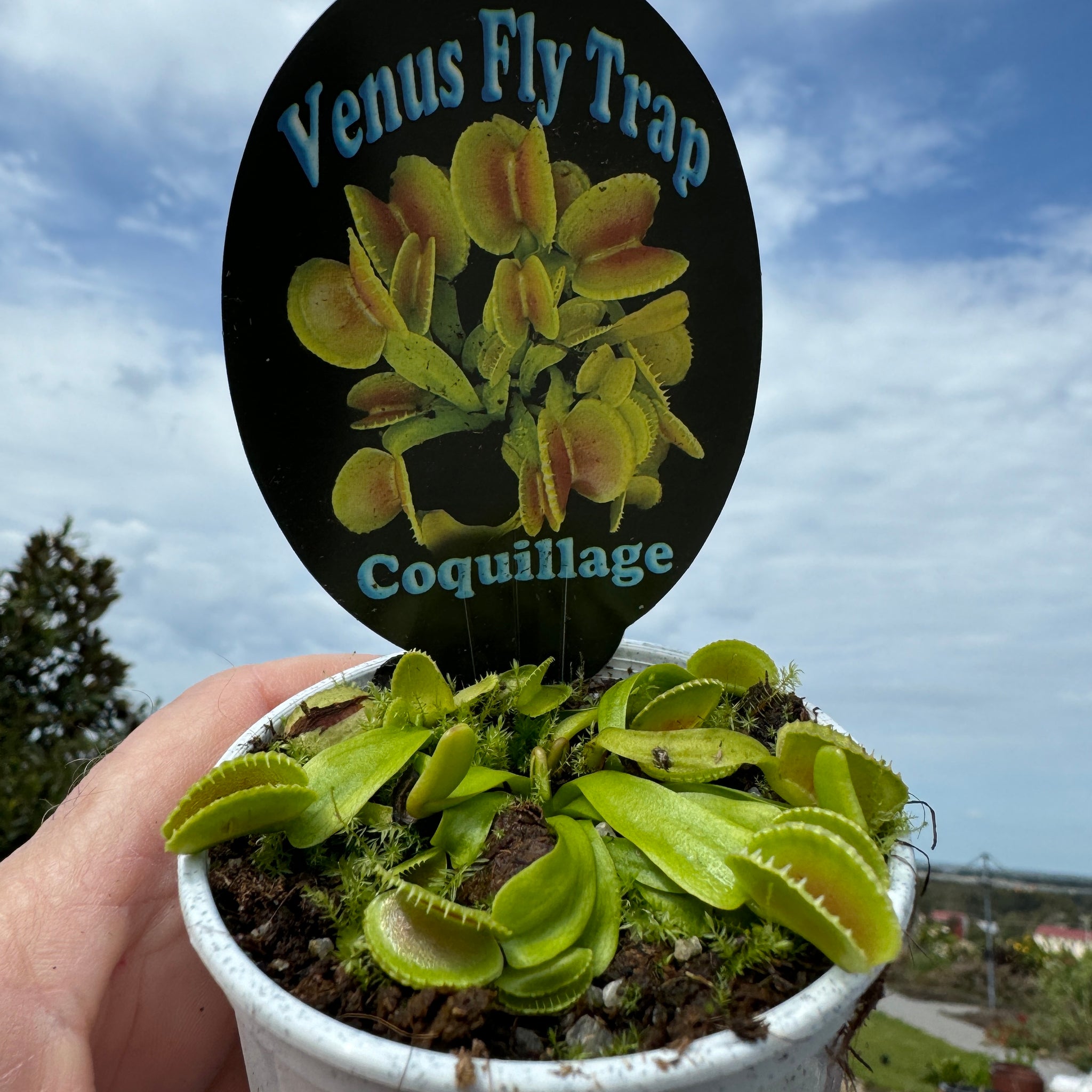 Venus Fly Trap 'Coquillage' Dionaea muscipula