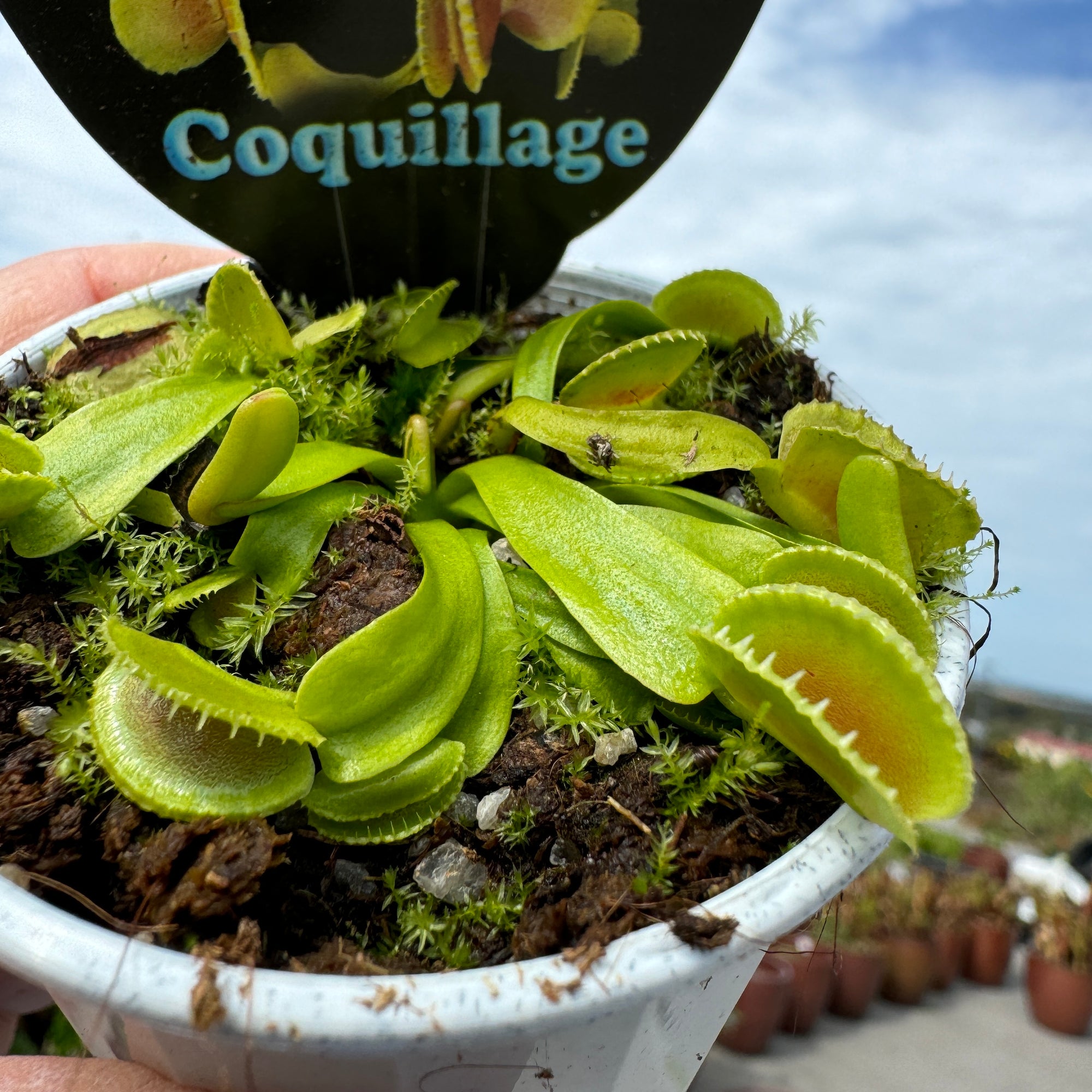 Venus Fly Trap 'Coquillage' Dionaea muscipula