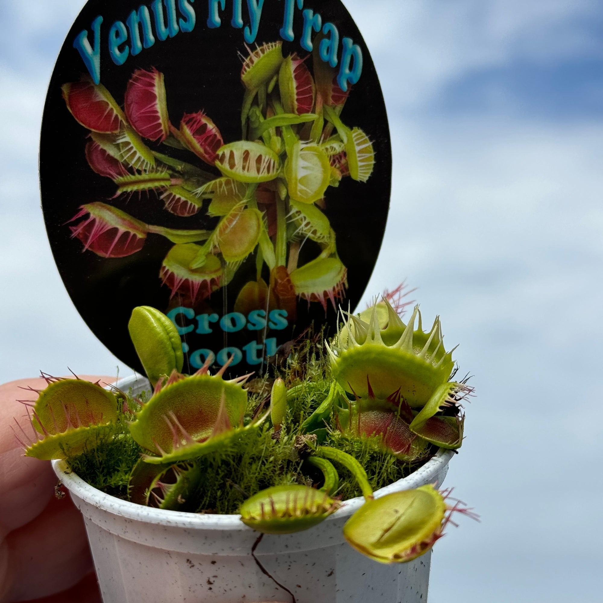 Venus Fly Trap Cross Tooth Freak