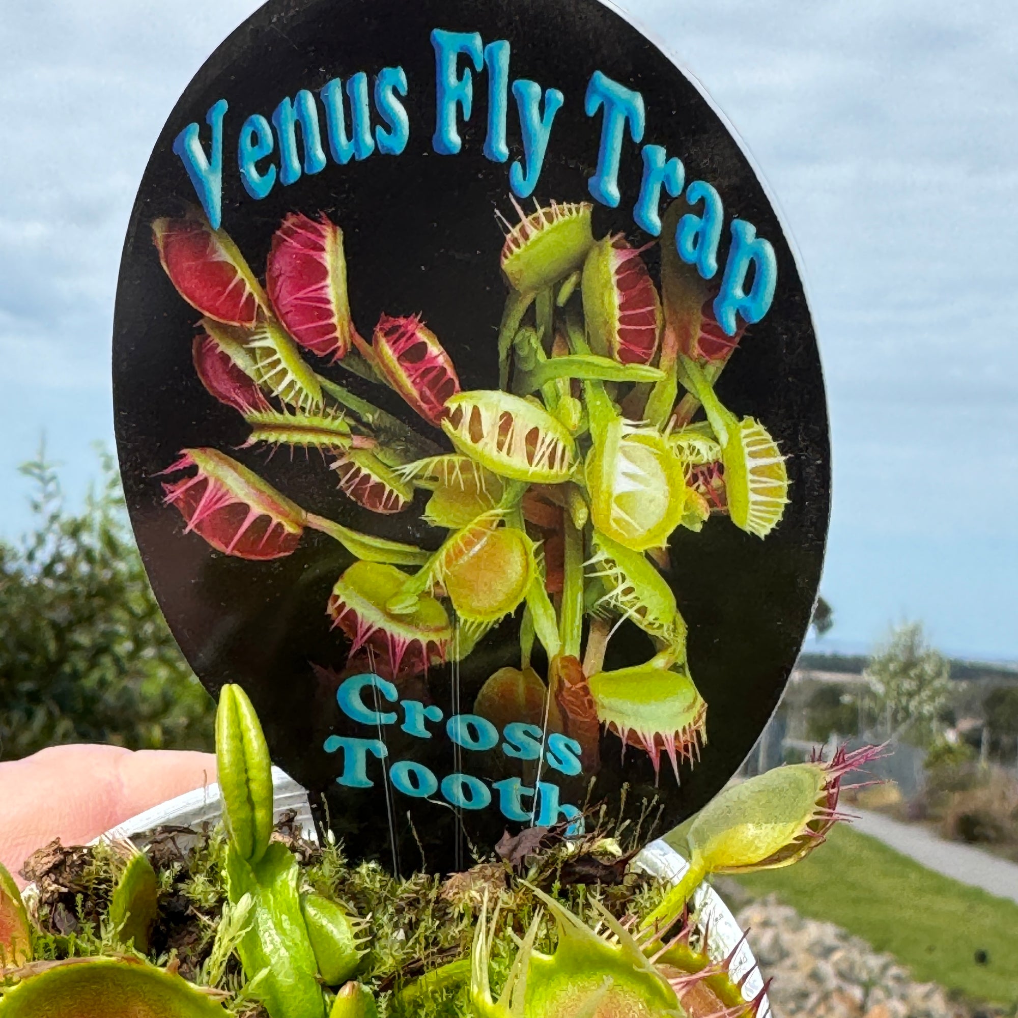 Venus Fly Trap Cross Tooth Freak