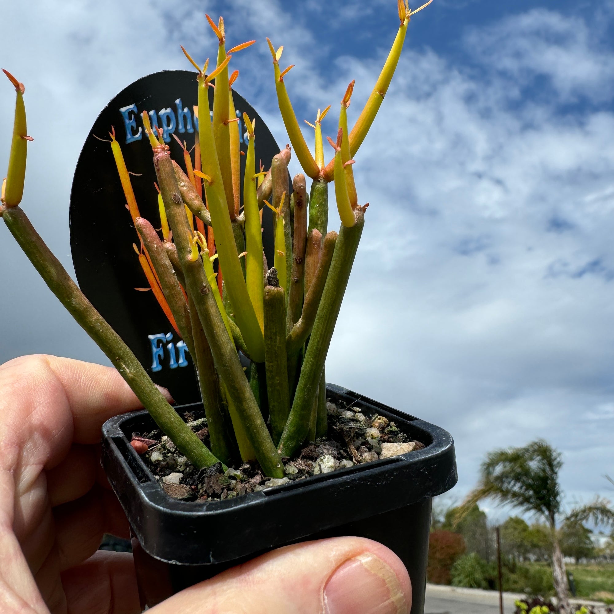 Euphorbia tirucalli 'Fire Sticks'