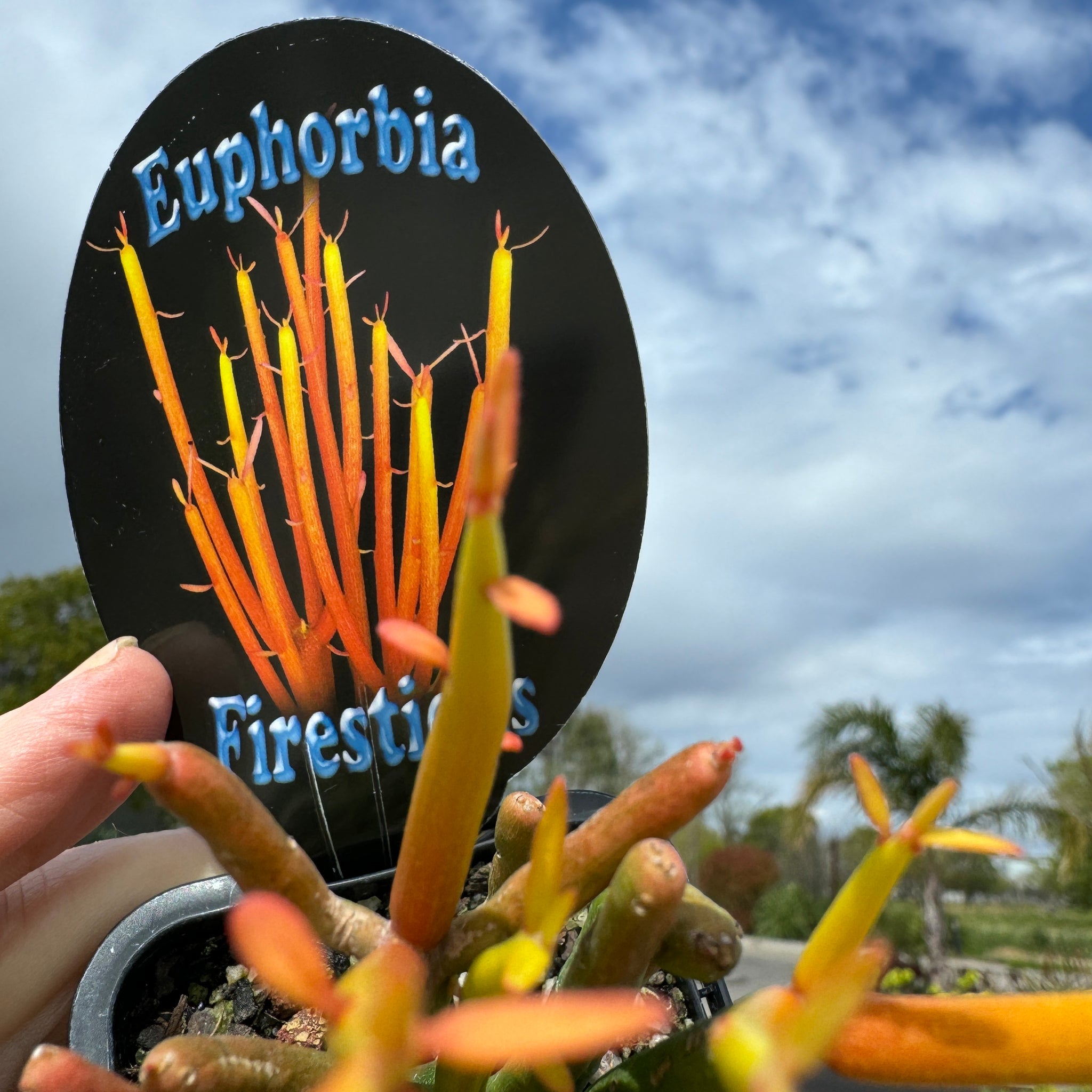 Euphorbia tirucalli 'Fire Sticks'