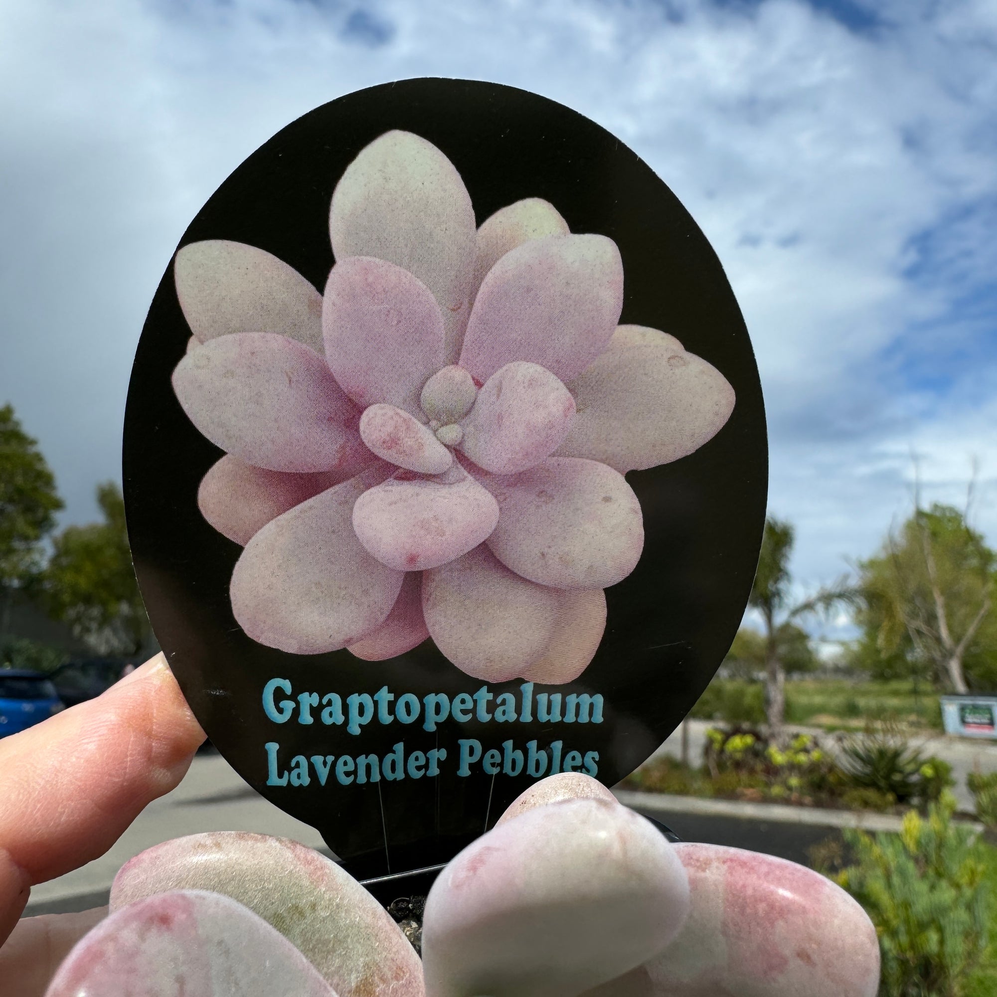 Graptopetalum 'Lavender Pebbles'