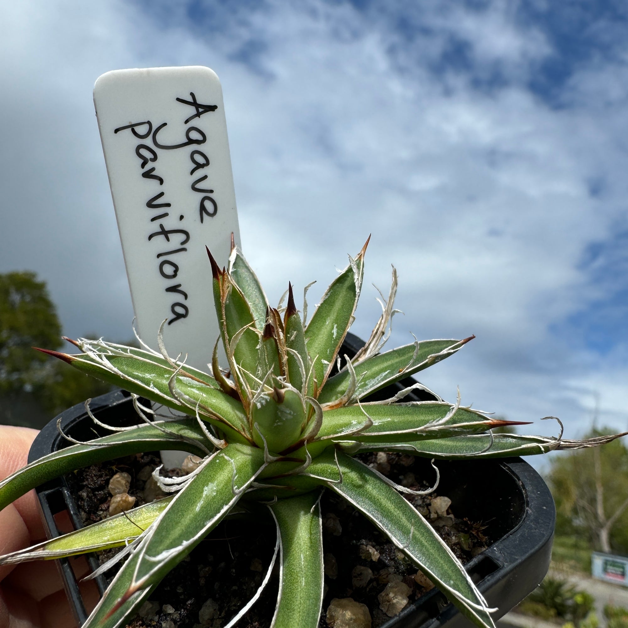 Agave parviflora