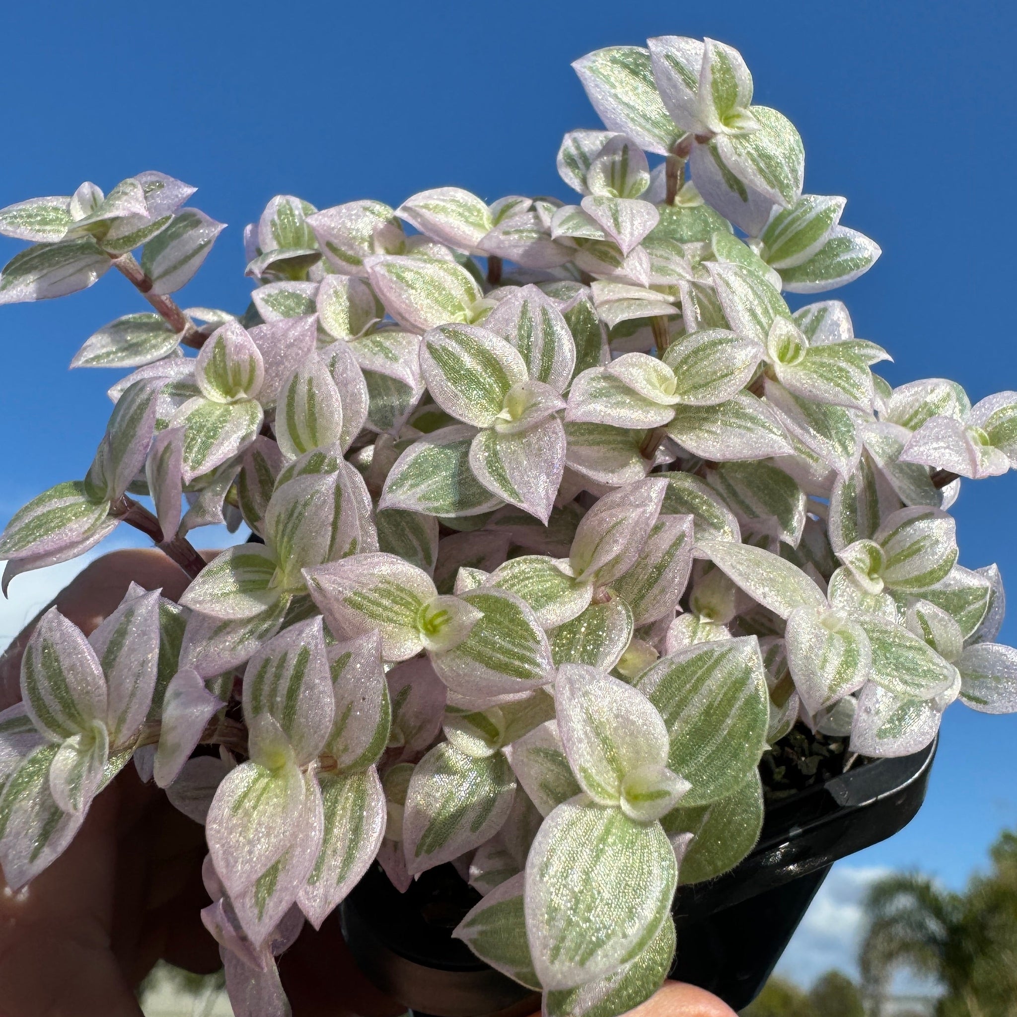 pink lady succulent Callisia repens 'Pink Lady'