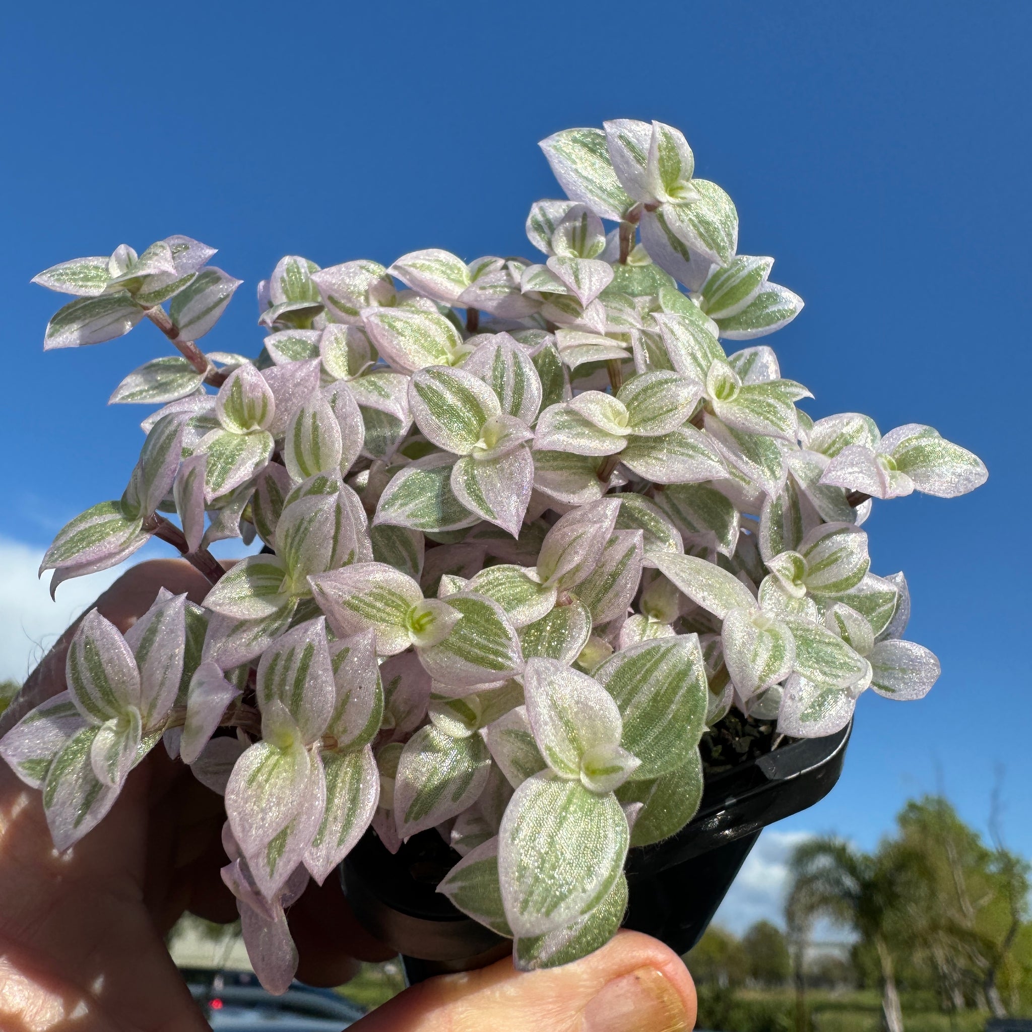 Callisia repens 'Pink Lady' - Pink Panther Plant (WA Prohibited)
