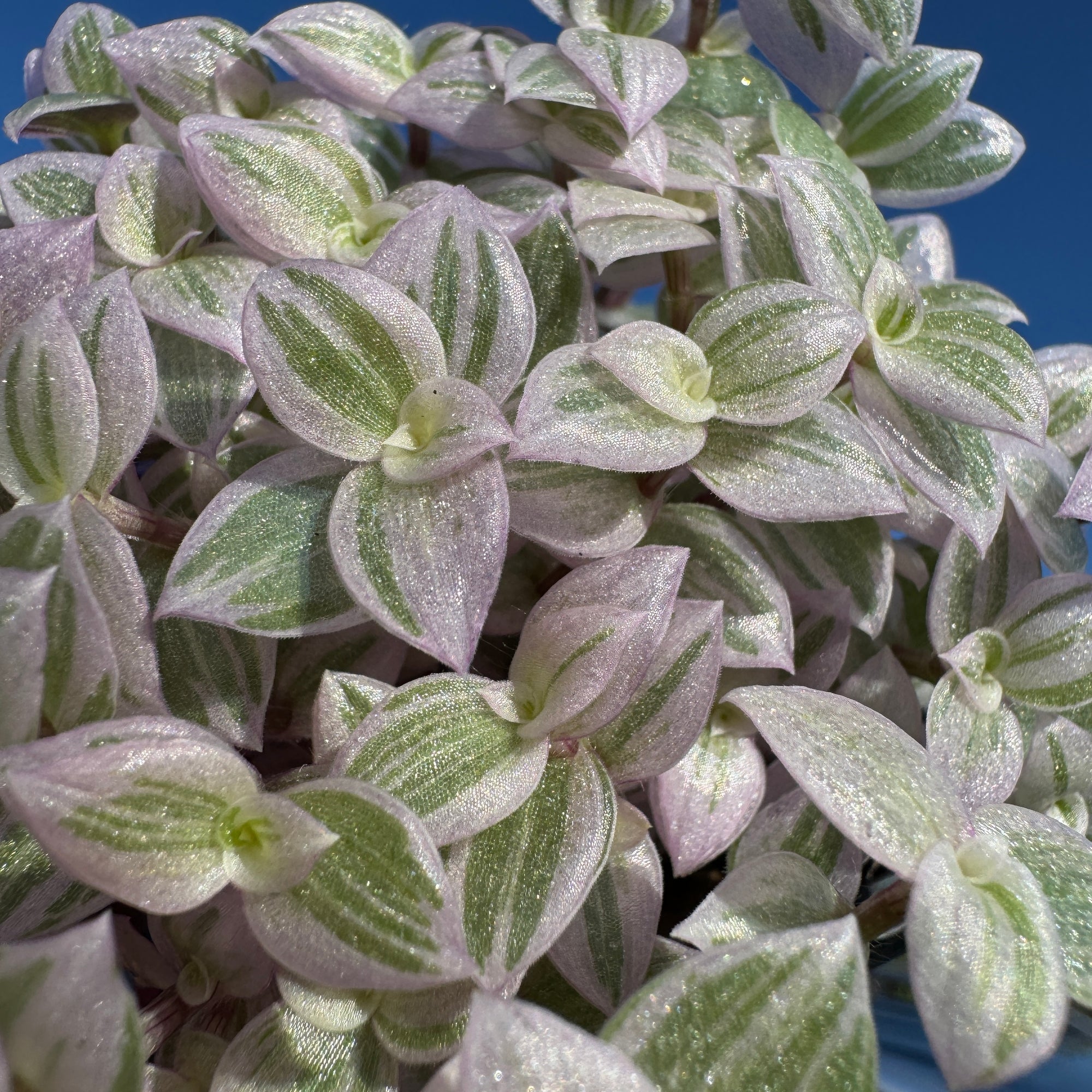 Calisia repens  'Pink Lady'