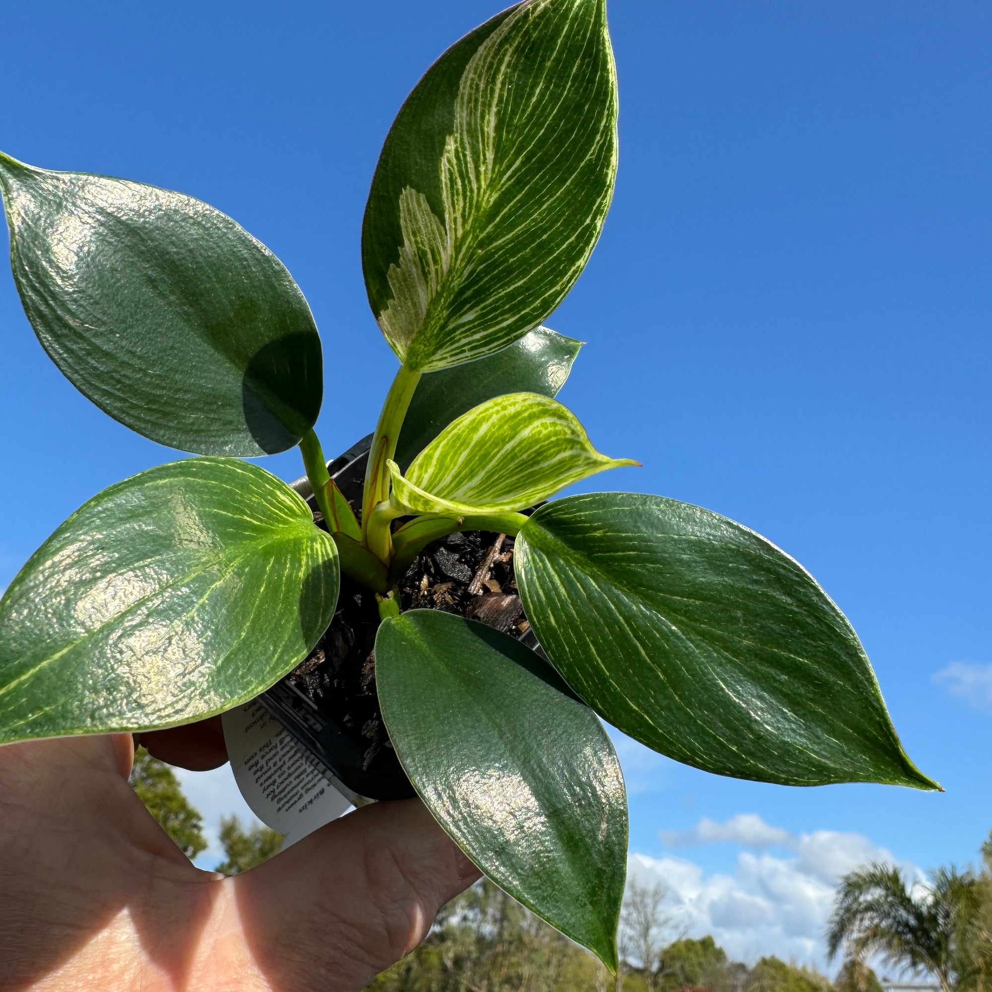 Philodendron Birkin