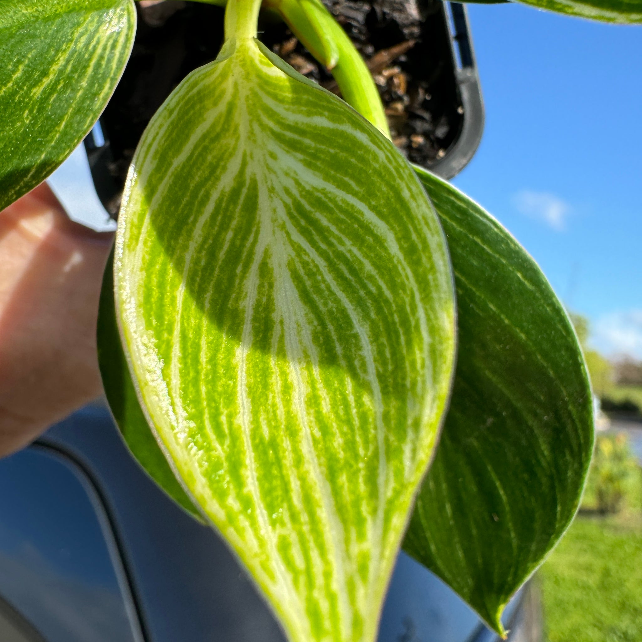 Philodendron Birkin