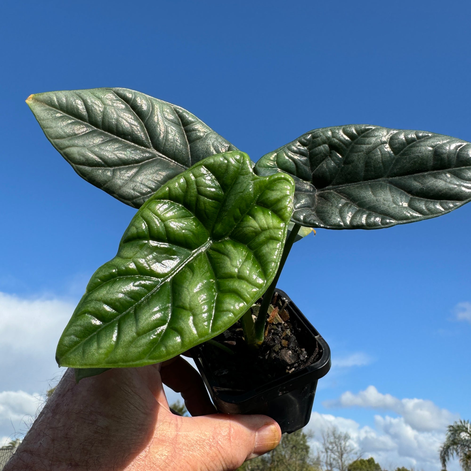 Alocasia sinuata – Shimmering Jewel Alocasia