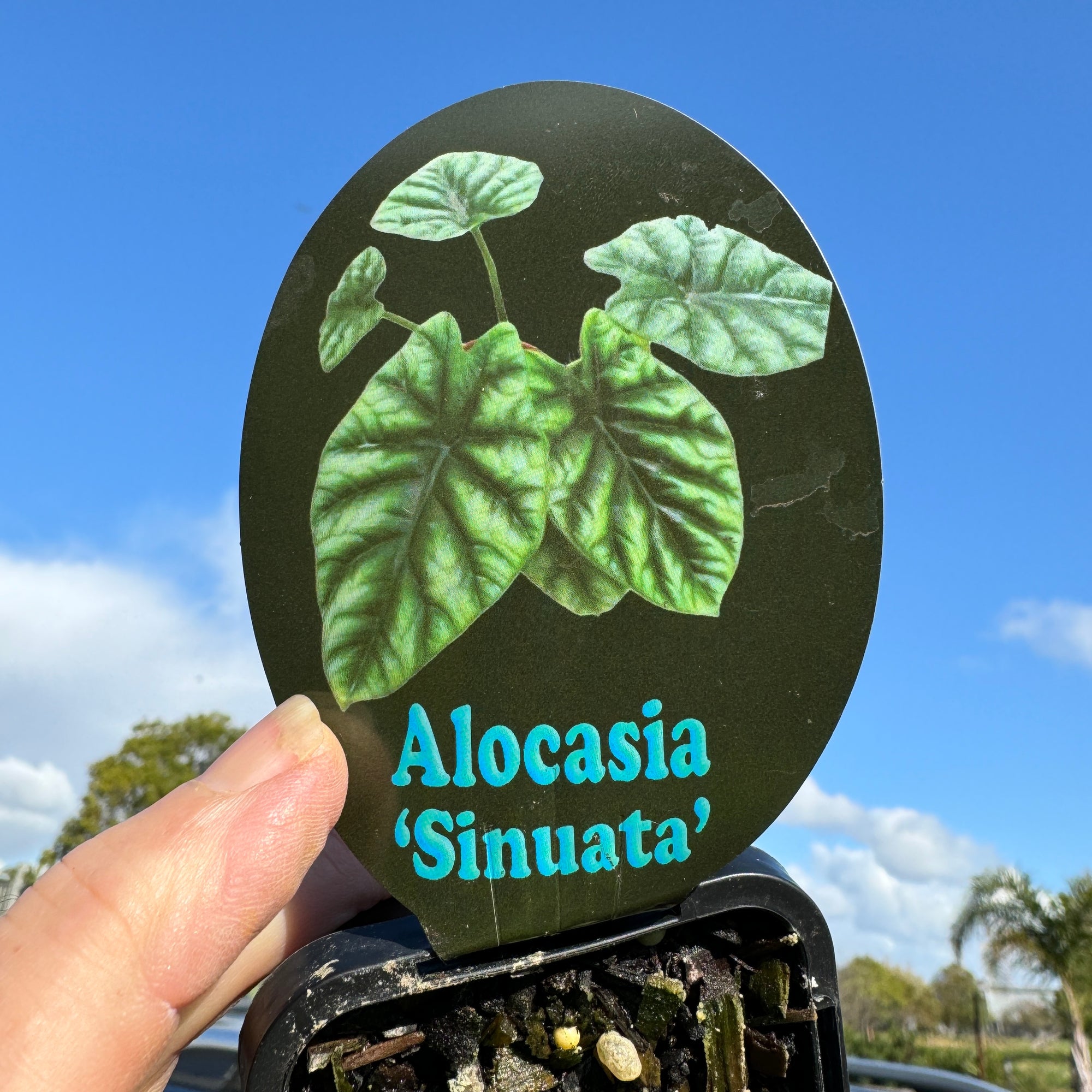 Alocasia sinuata – Shimmering Jewel Alocasia