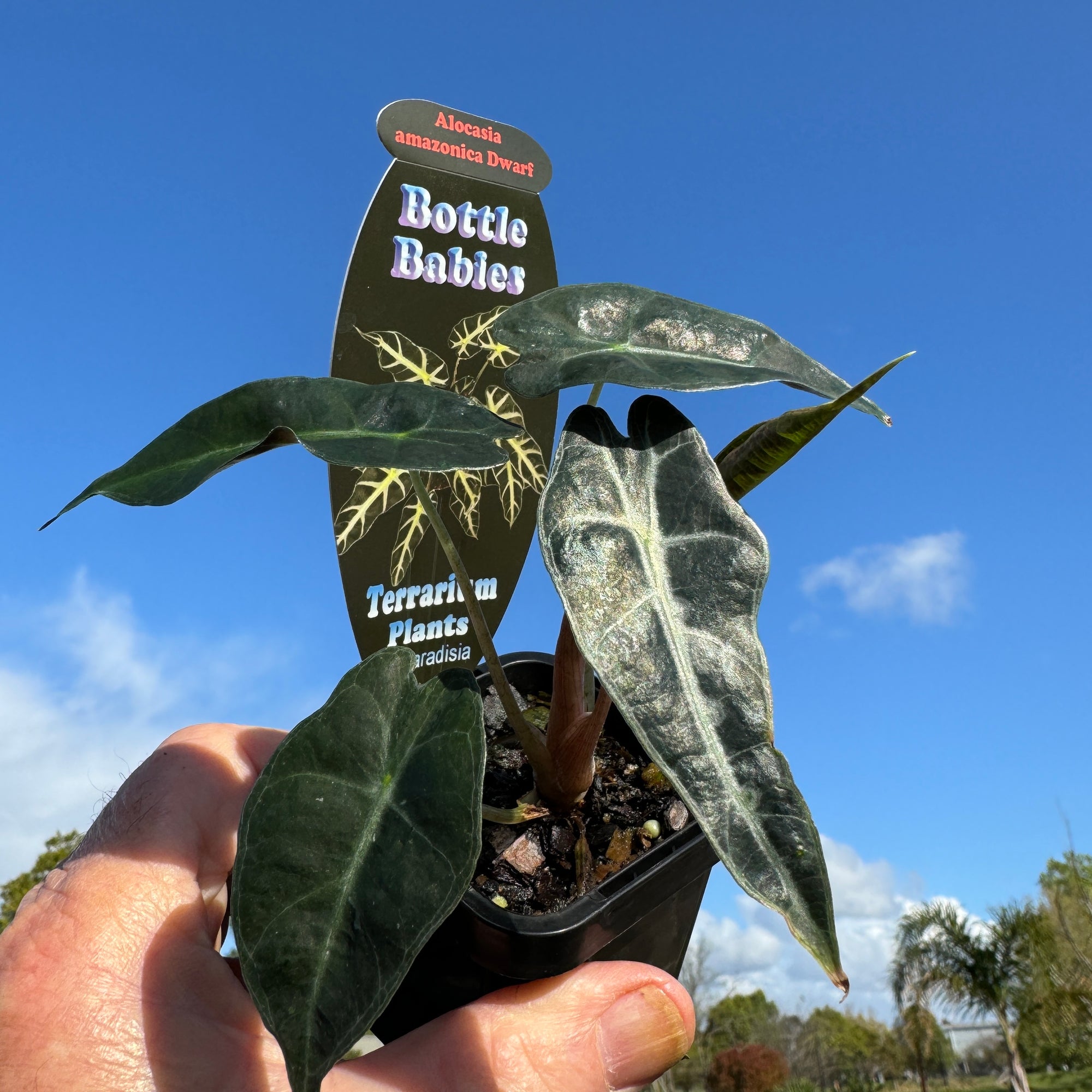 Alocasia 'Amazonica' Cv. Dwarf Form – Compact Jewel Alocasia