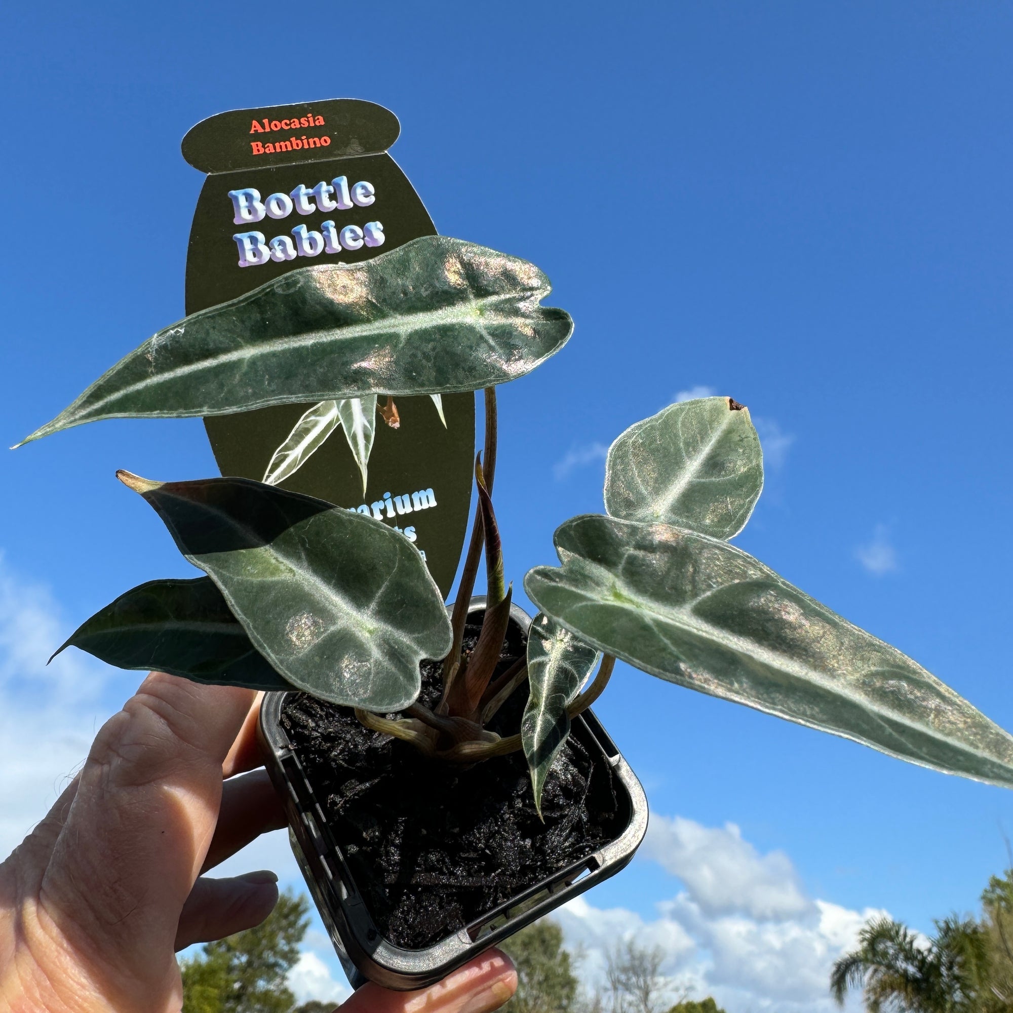 Alocasia 'Bambino'