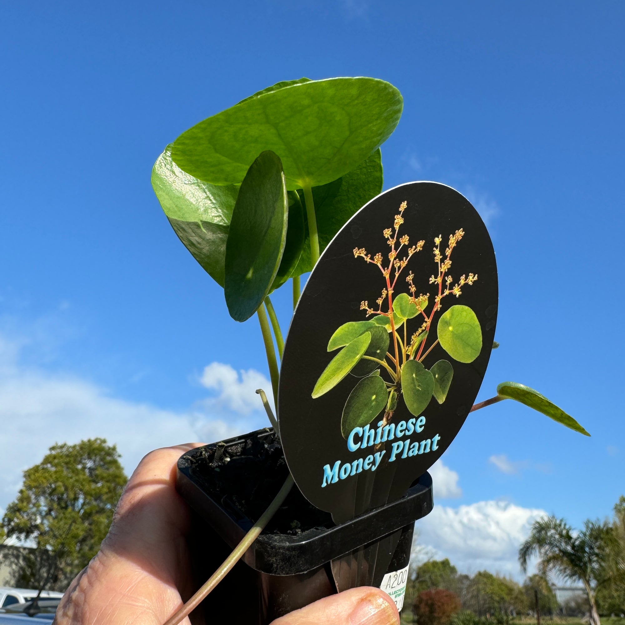 Pilea peperomioides The Chinese Money Plant