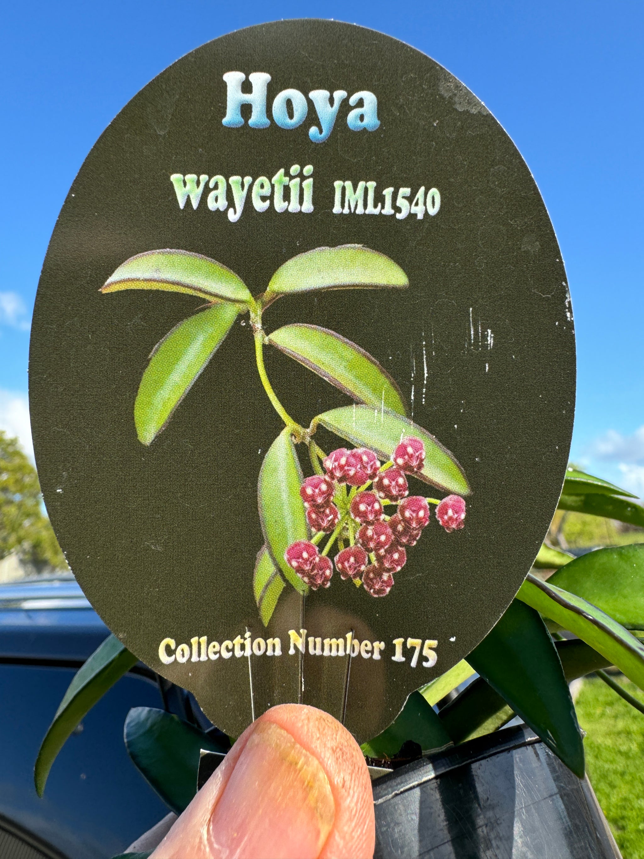 Hoya wayetii #175