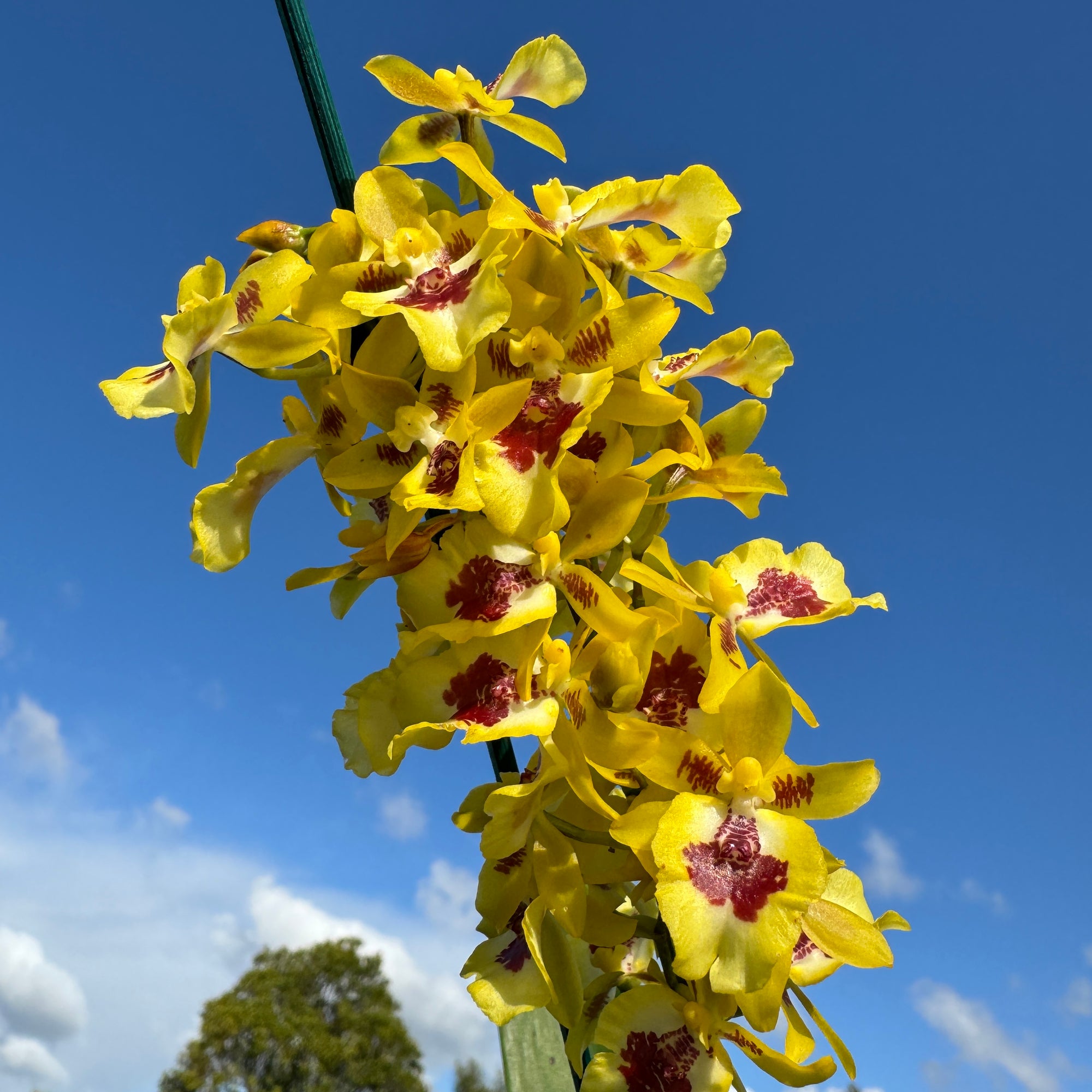 Oncidium Colmanara Btcdm Hwuluduen "Chameleon" One Off Special