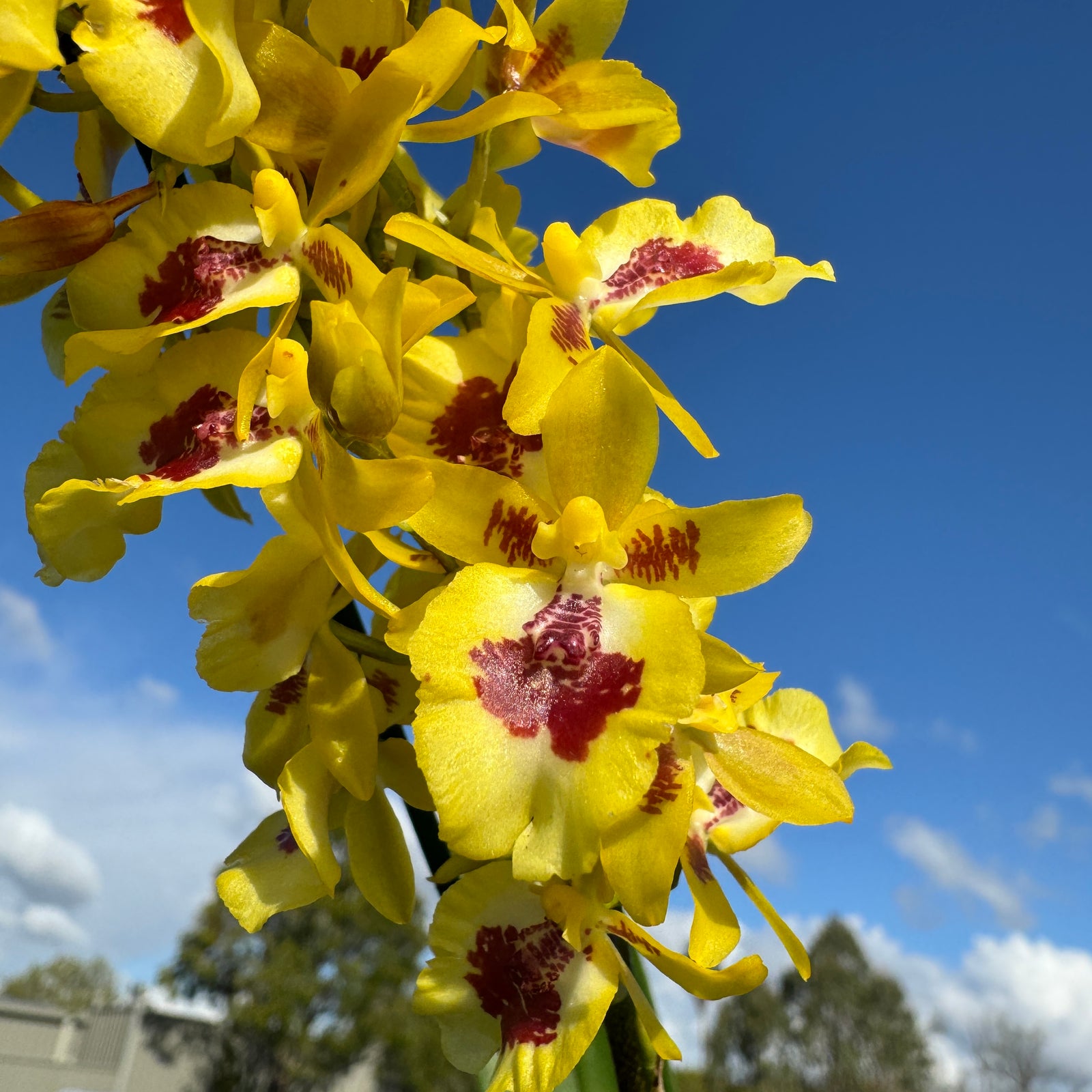 Oncidium Colmanara Btcdm Hwuluduen "Chameleon" One Off Special