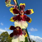 Oncidium Colmanara Wildcat 'Teddy Bear' This actual plant in bloom 1 only