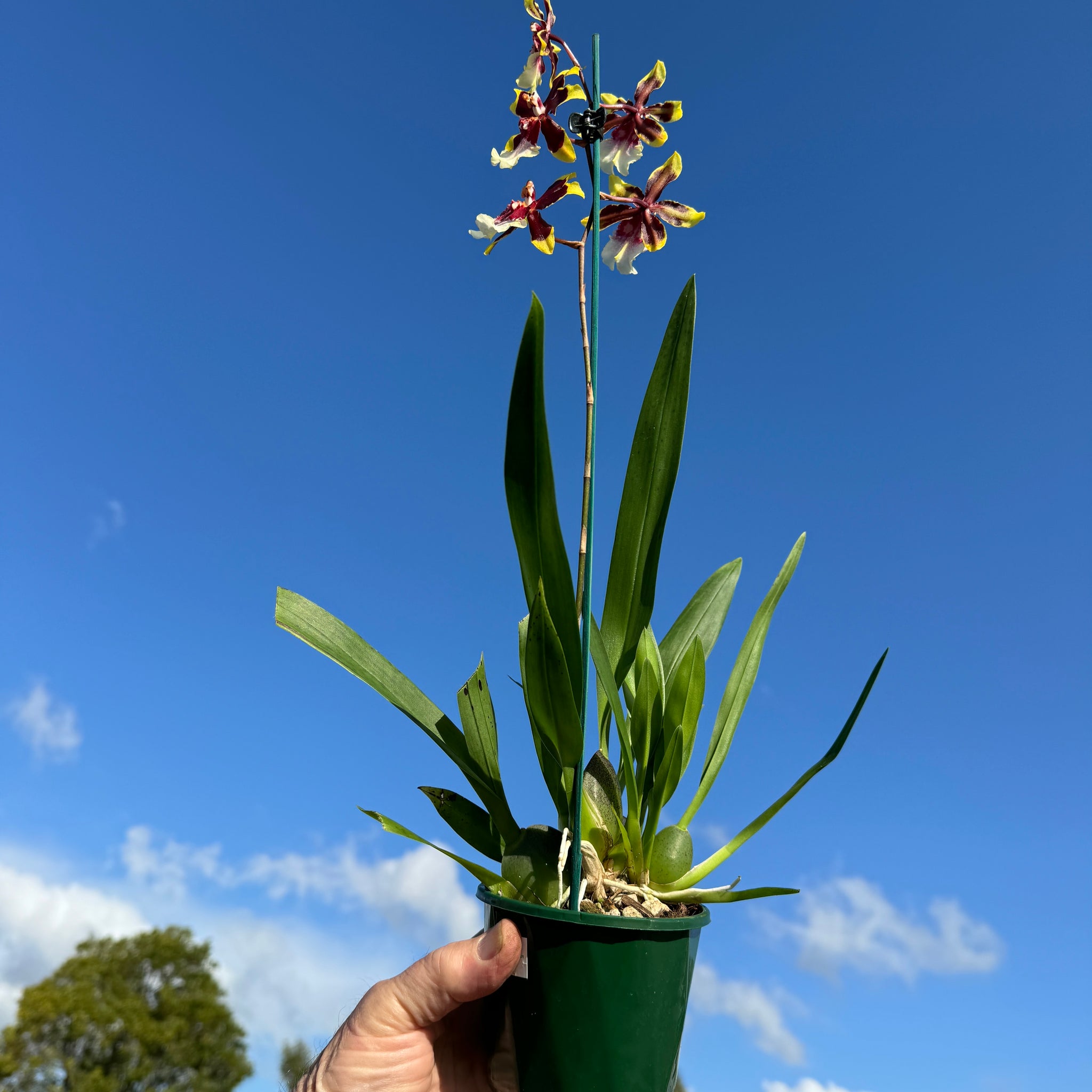 Oncidium Colmanara Wildcat 'Teddy Bear' This actual plant in bloom 1 only