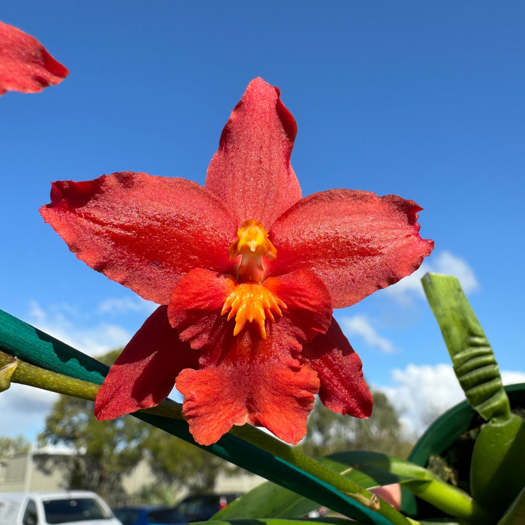 Oncidium Colmanara Wildcat 'Red Bull' This actual plant in bloom 1 only