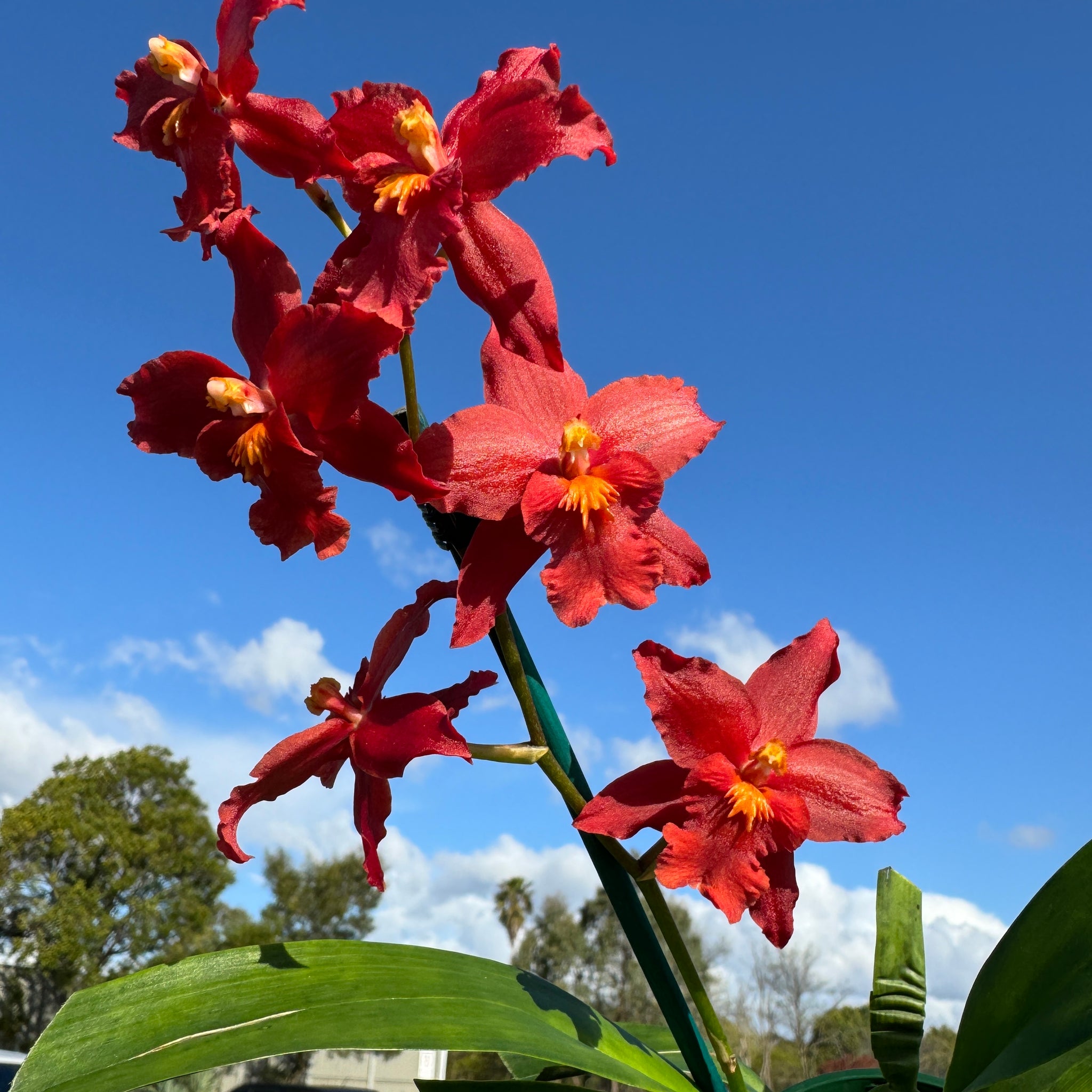 Oncidium Colmanara Wildcat 'Red Bull' This actual plant in bloom 1 only