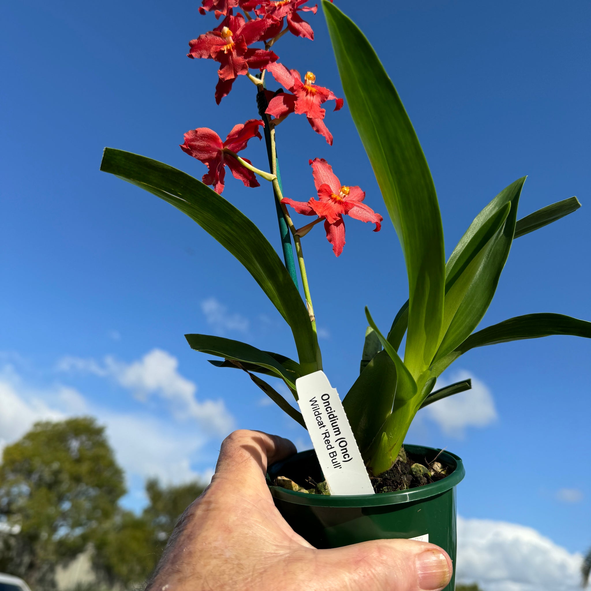 Oncidium Colmanara Wildcat 'Red Bull' This actual plant in bloom 1 only