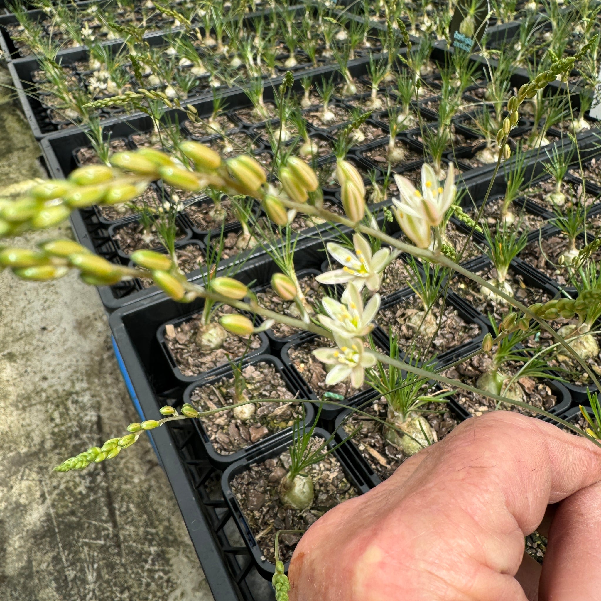 Ornithogalum sardienii