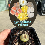 Lithops Living Stone Plants