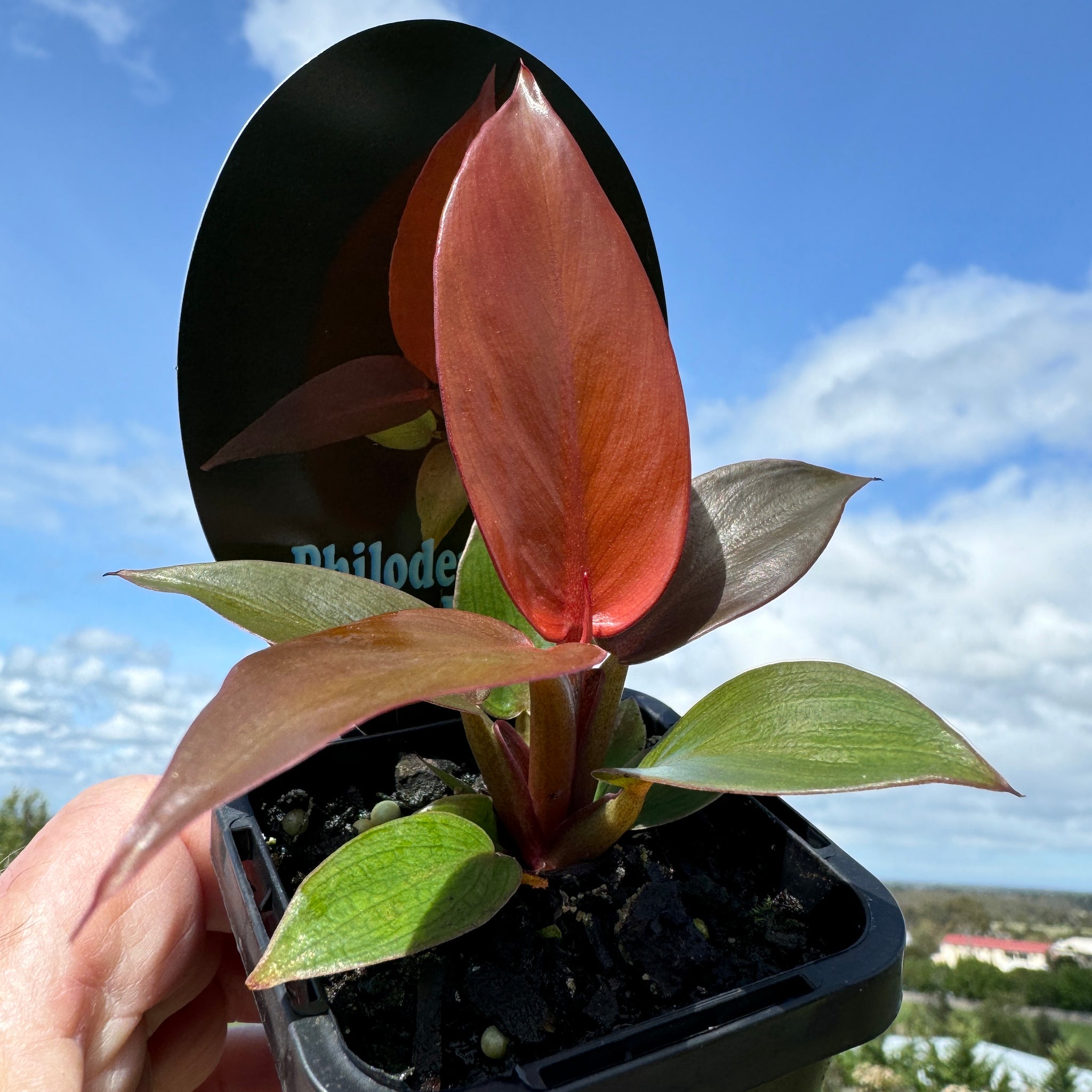Philodendron 'Sun Red'