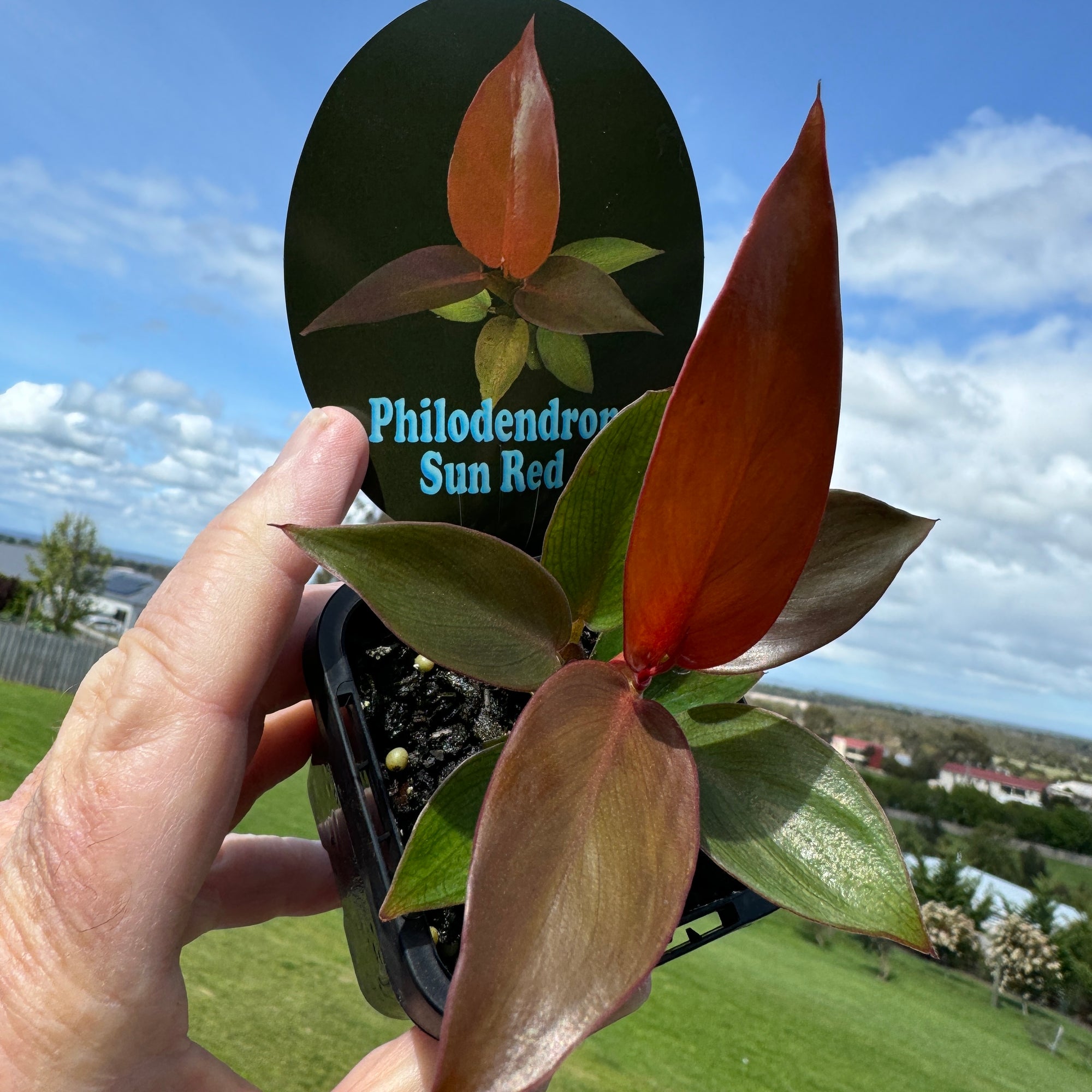 Philodendron Sun Red