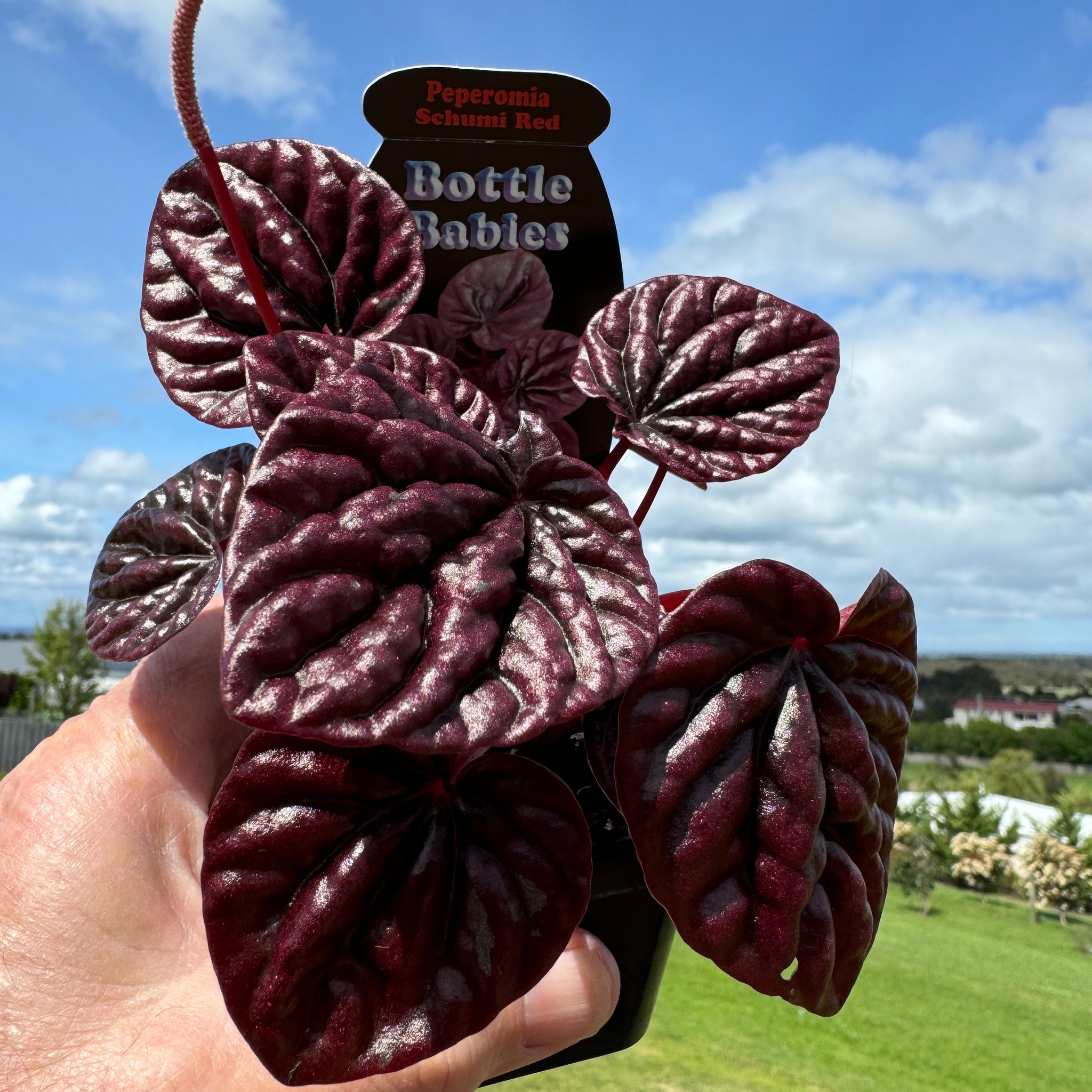 Peperomia caperata 'Schumi Red'