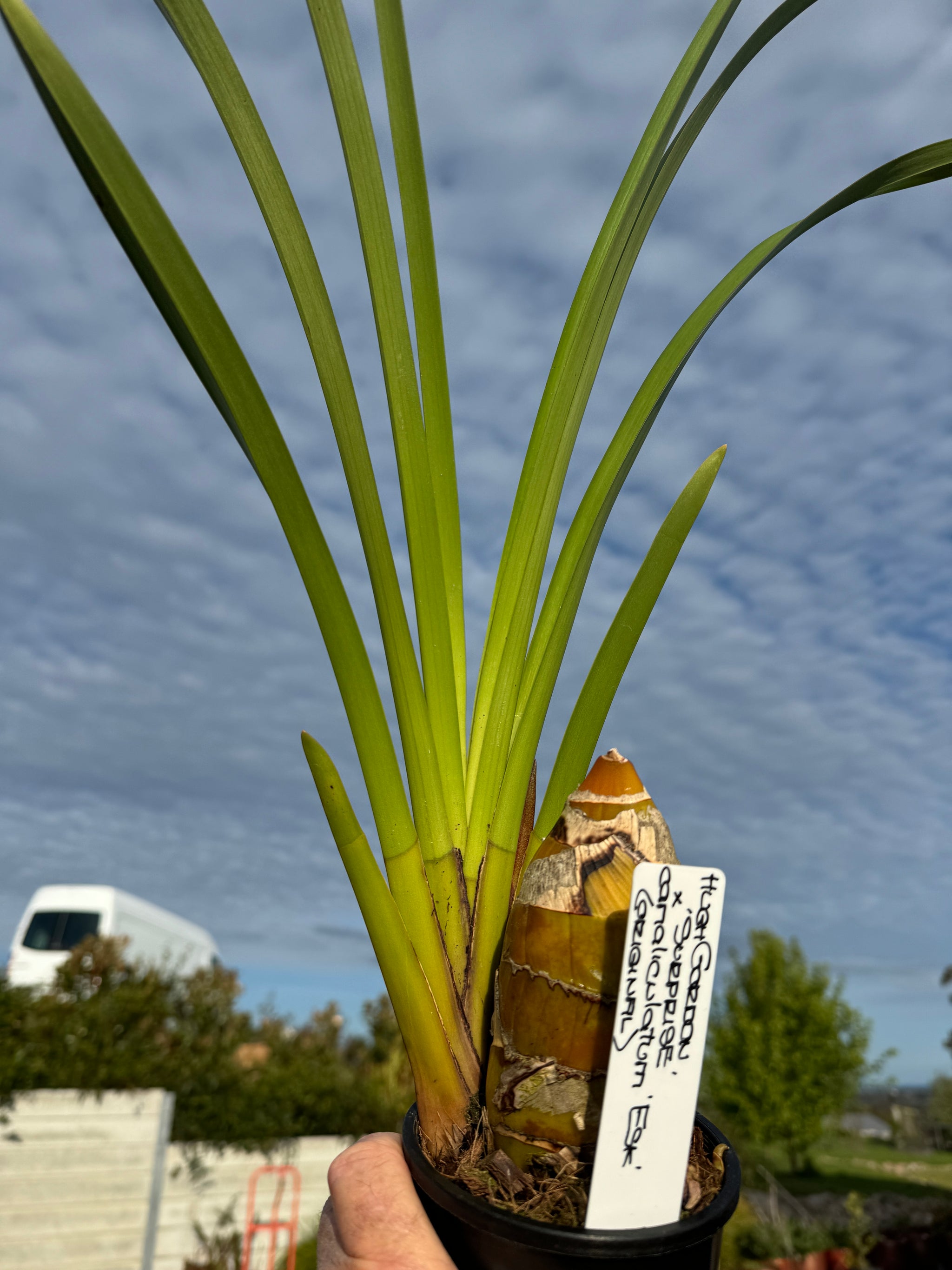 Cymbidium  (Hugh Gordon x caniliculatum) One Off Special