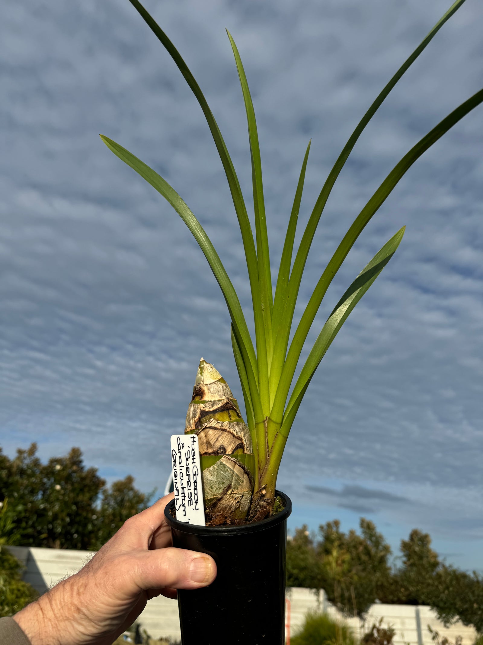 Cymbidium  (Hugh Gordon x caniliculatum) One Off Special