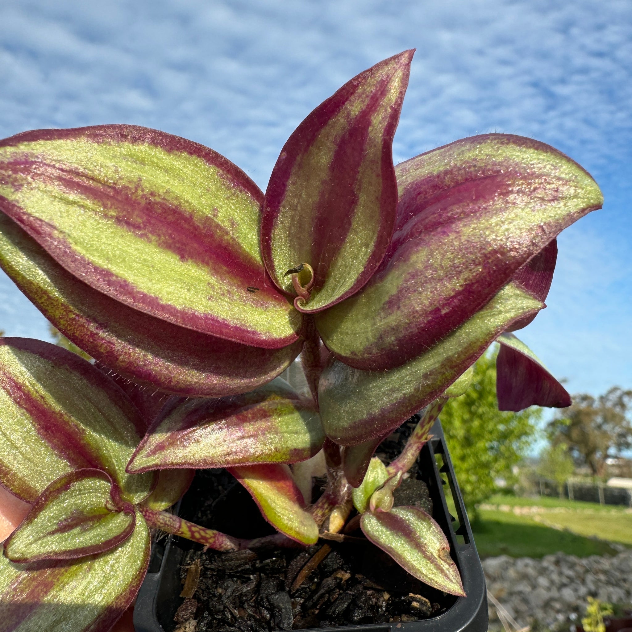 Tradescantia zebrina 'Spiderwort'