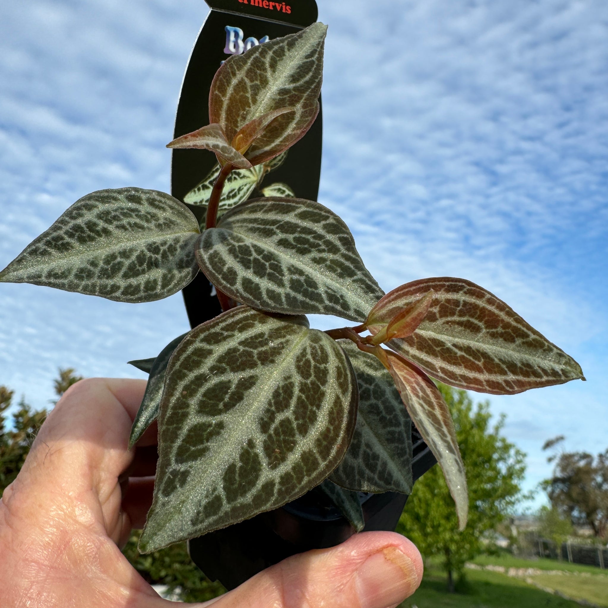 Peperomia trinervis