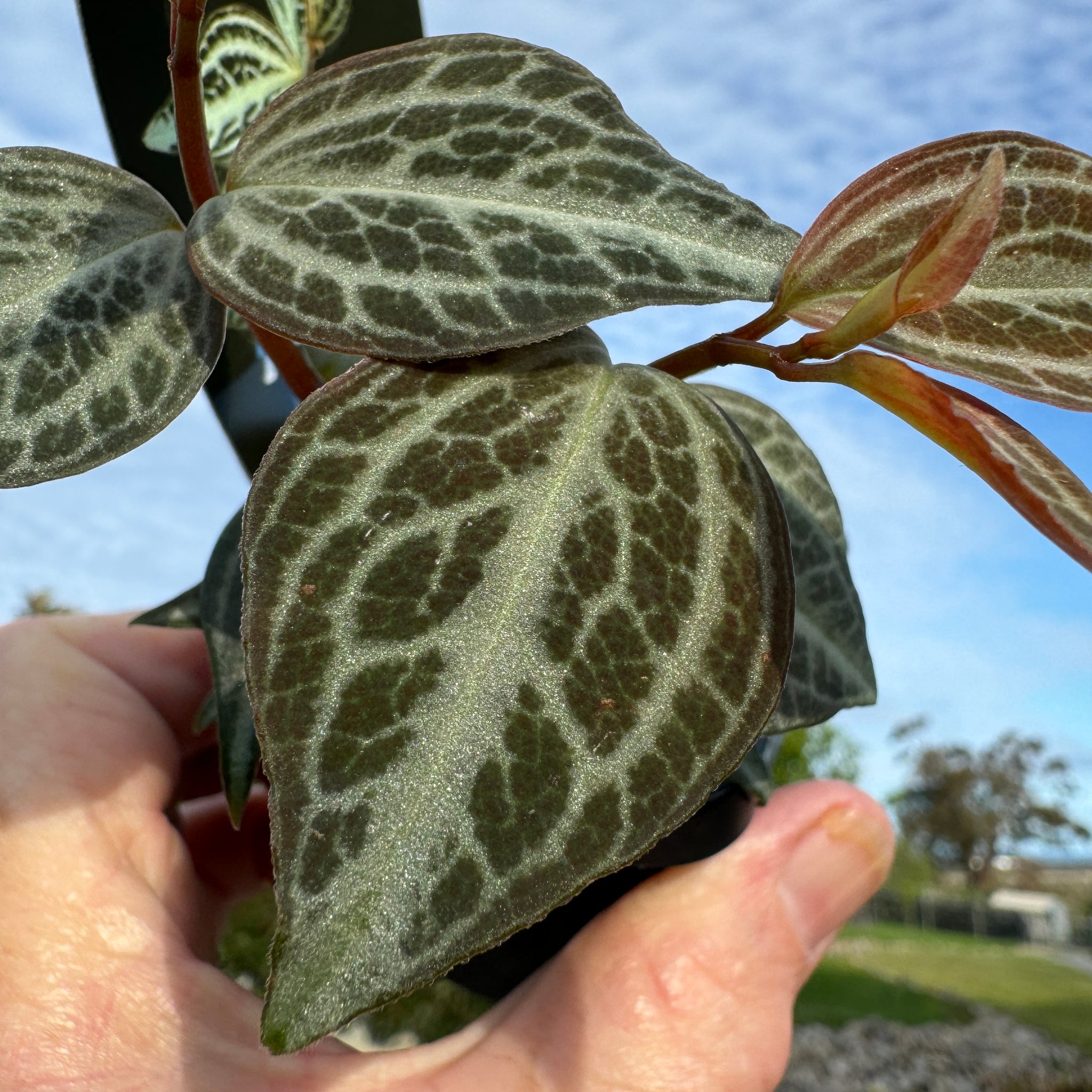 Peperomia trinervis