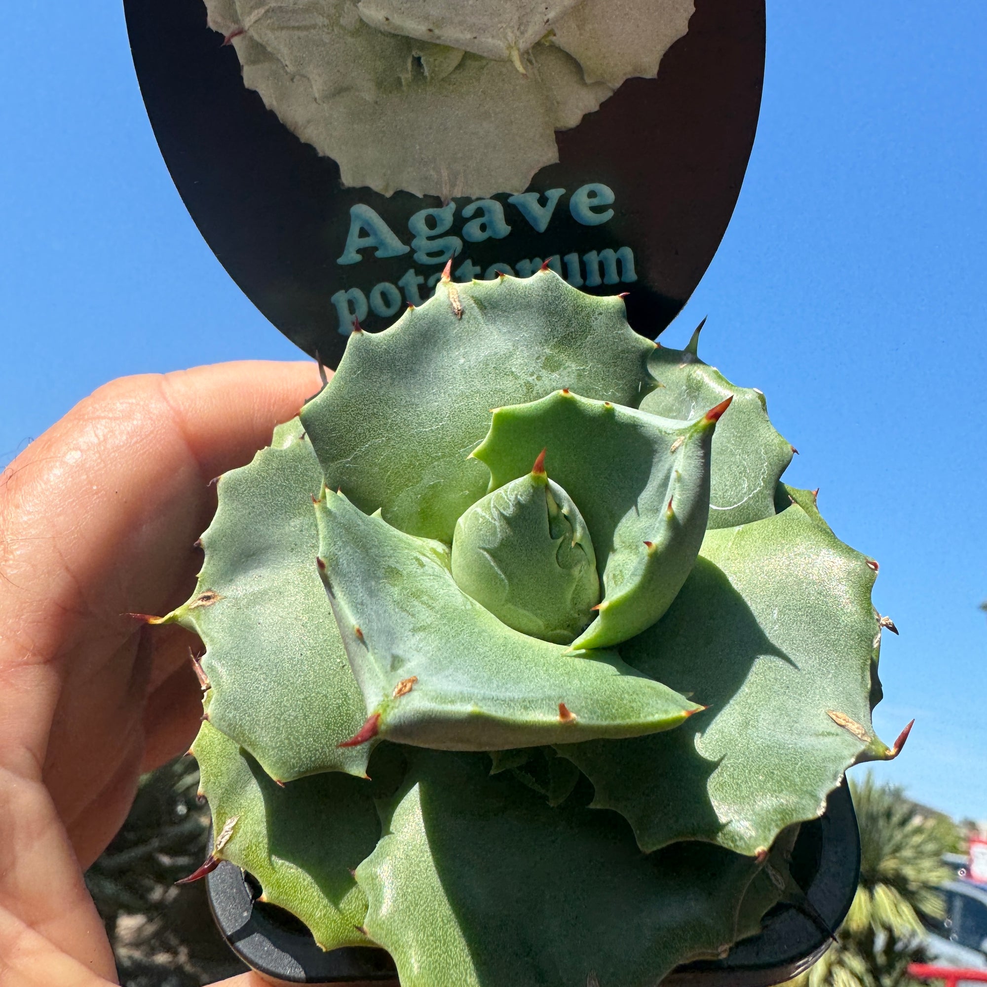 Agave potatorum minima